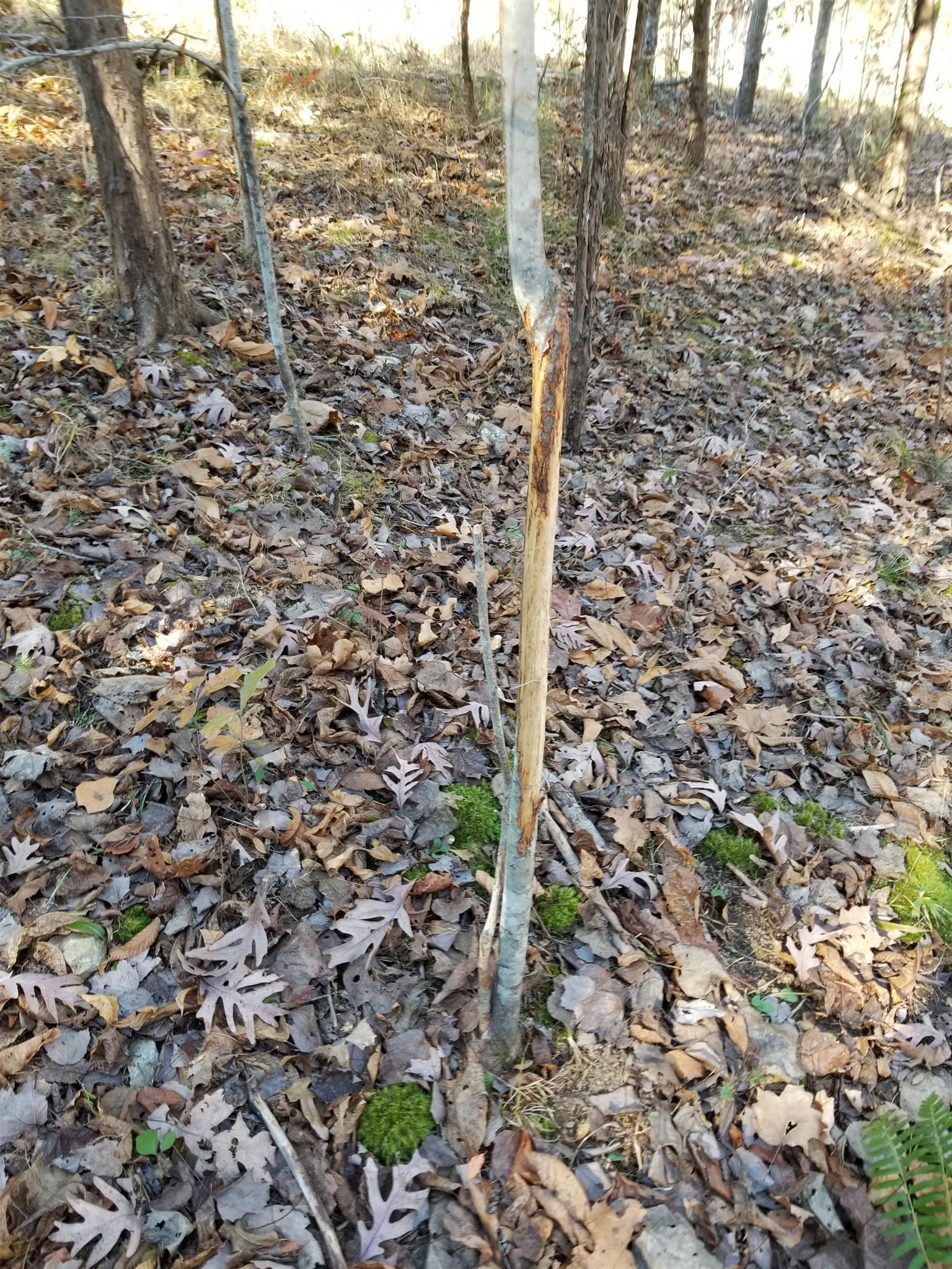 5100 Moorefield Road Cunningham, TN 37052 - Photo 12 of 15 a view of a forest with a tree