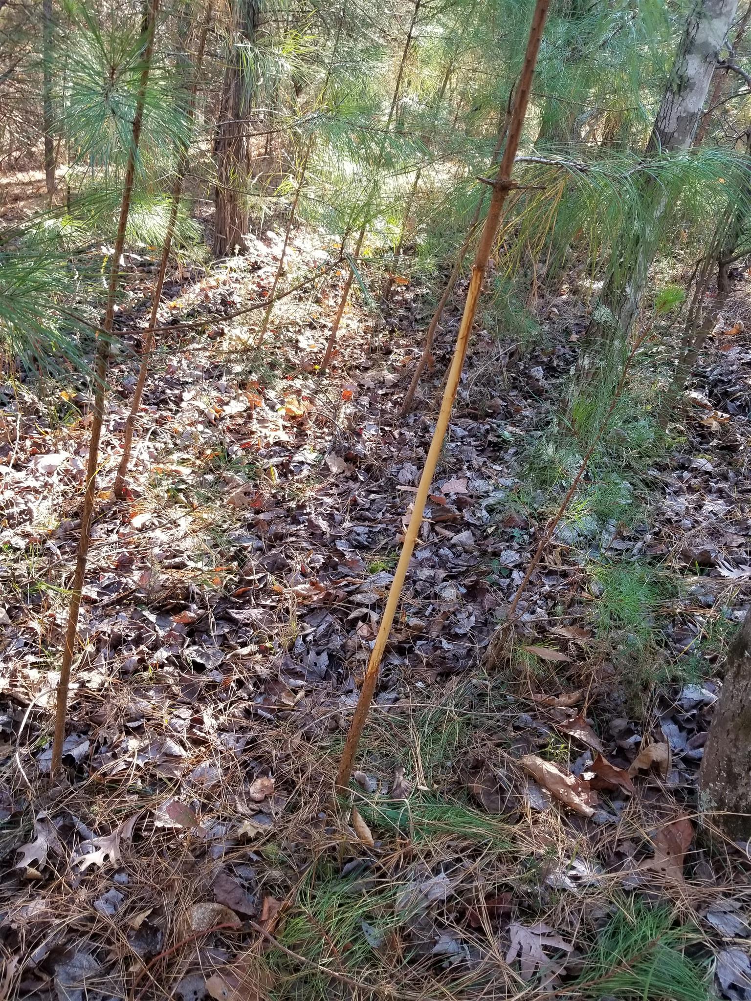 5100 Moorefield Road Cunningham, TN 37052 - Photo 13 of 15 a view of a forest with trees