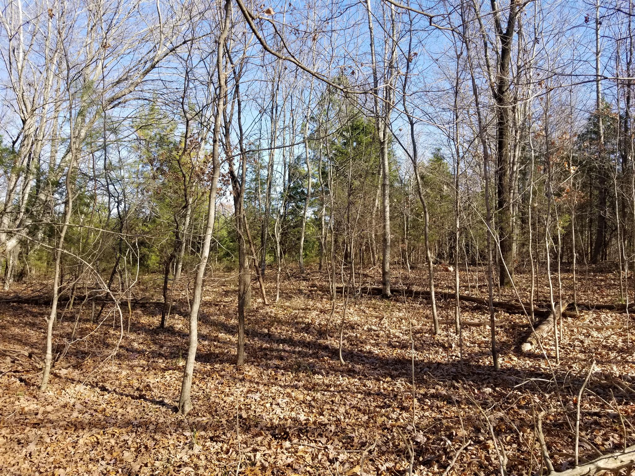 5100 Moorefield Road Cunningham, TN 37052 - Photo 4 of 15 a backyard of a house with lots of green space