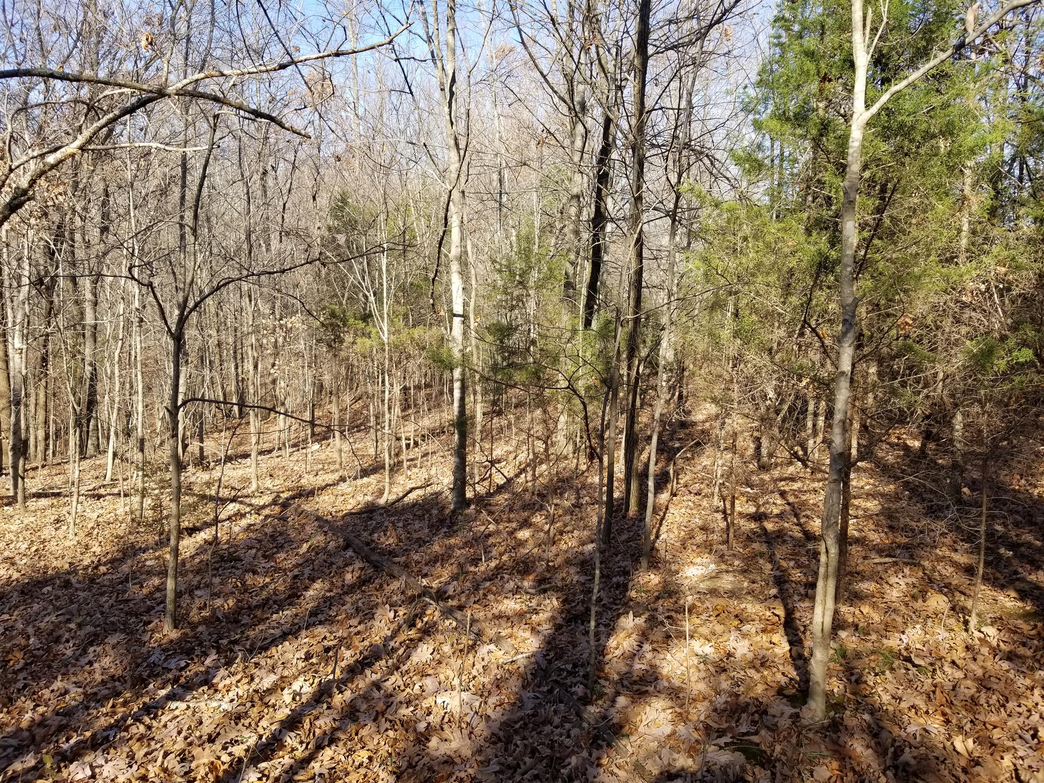 5100 Moorefield Road Cunningham, TN 37052 - Photo 6 of 15 a view of a yard