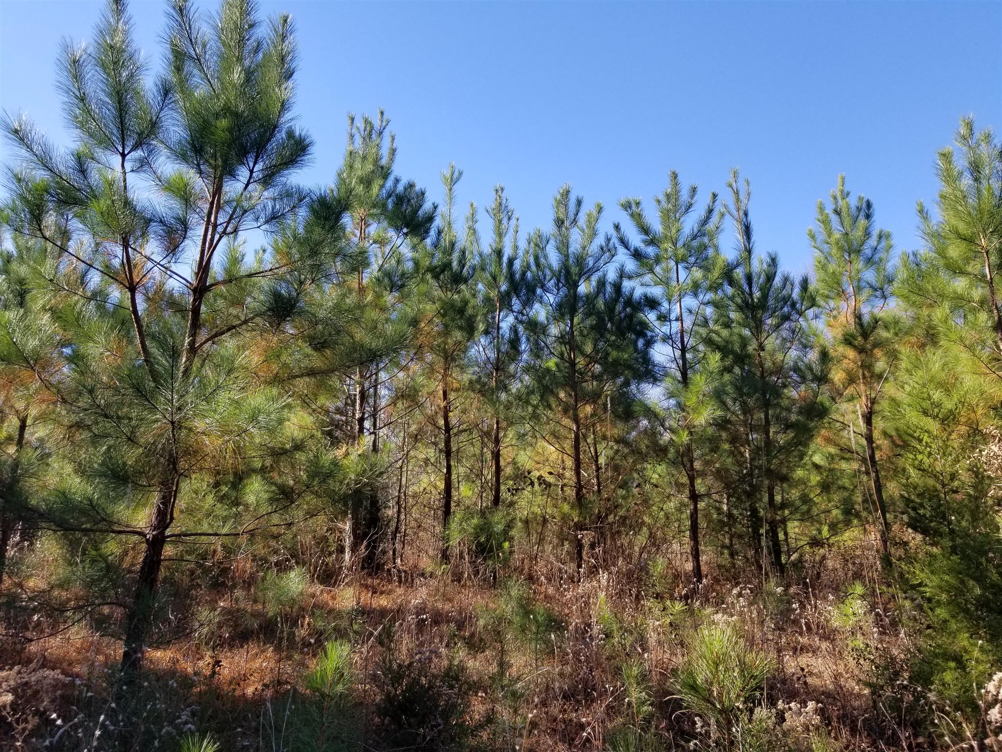 5100 Moorefield Road Cunningham, TN 37052 - Photo 7 of 15 a view of a yard with a tree