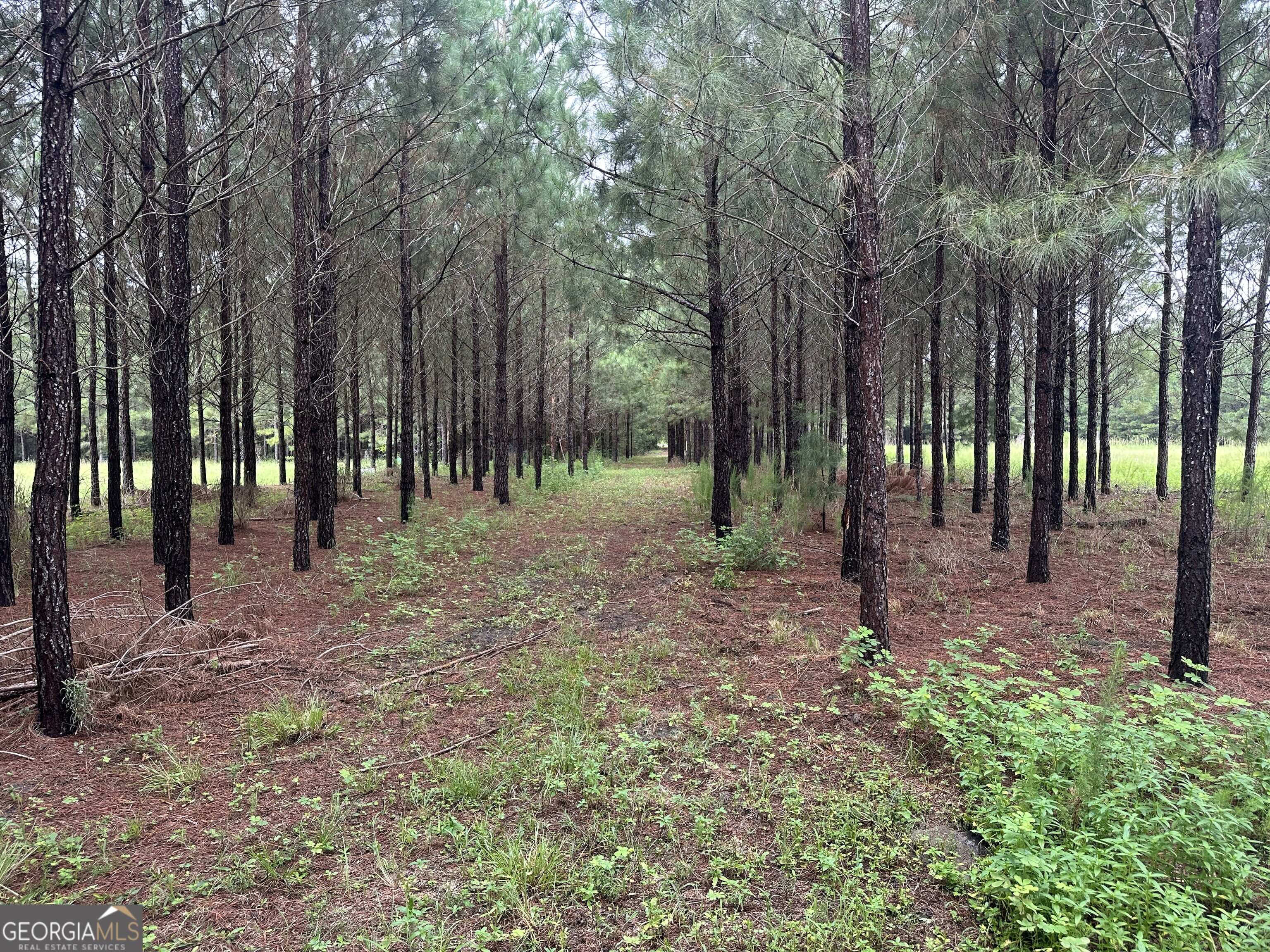 3302 Highway 67 Pembroke, GA 31321 - Photo 11 of 20 a backyard of a house with lots of green space