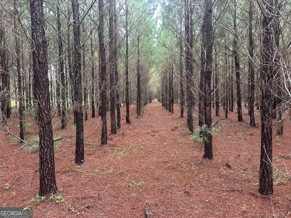 a view of a yard with trees