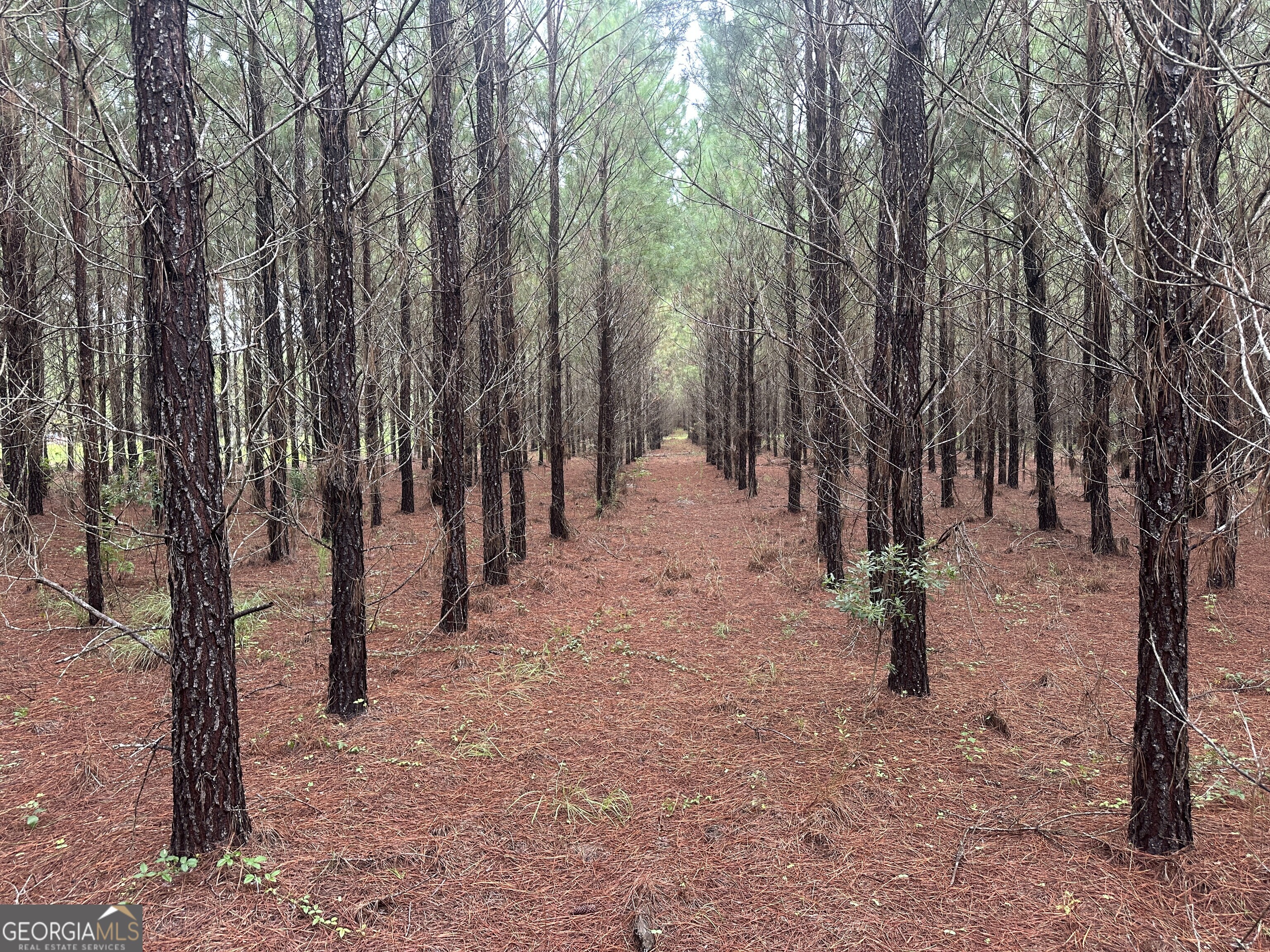 3302 Highway 67 Pembroke, GA 31321 - Photo 13 of 20 a view of a yard with trees