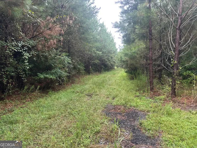a view of a lush green forest