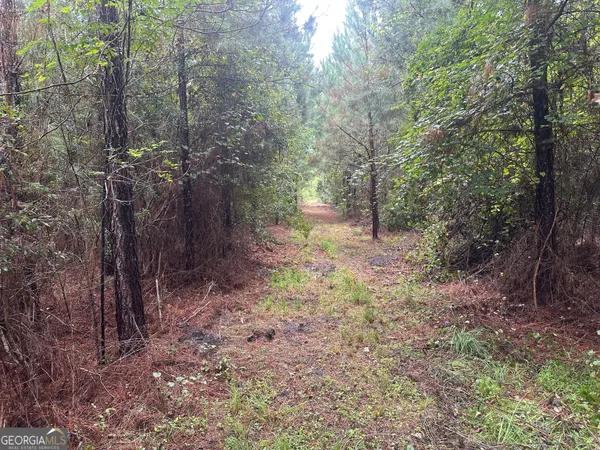 a view of a forest with trees in the background