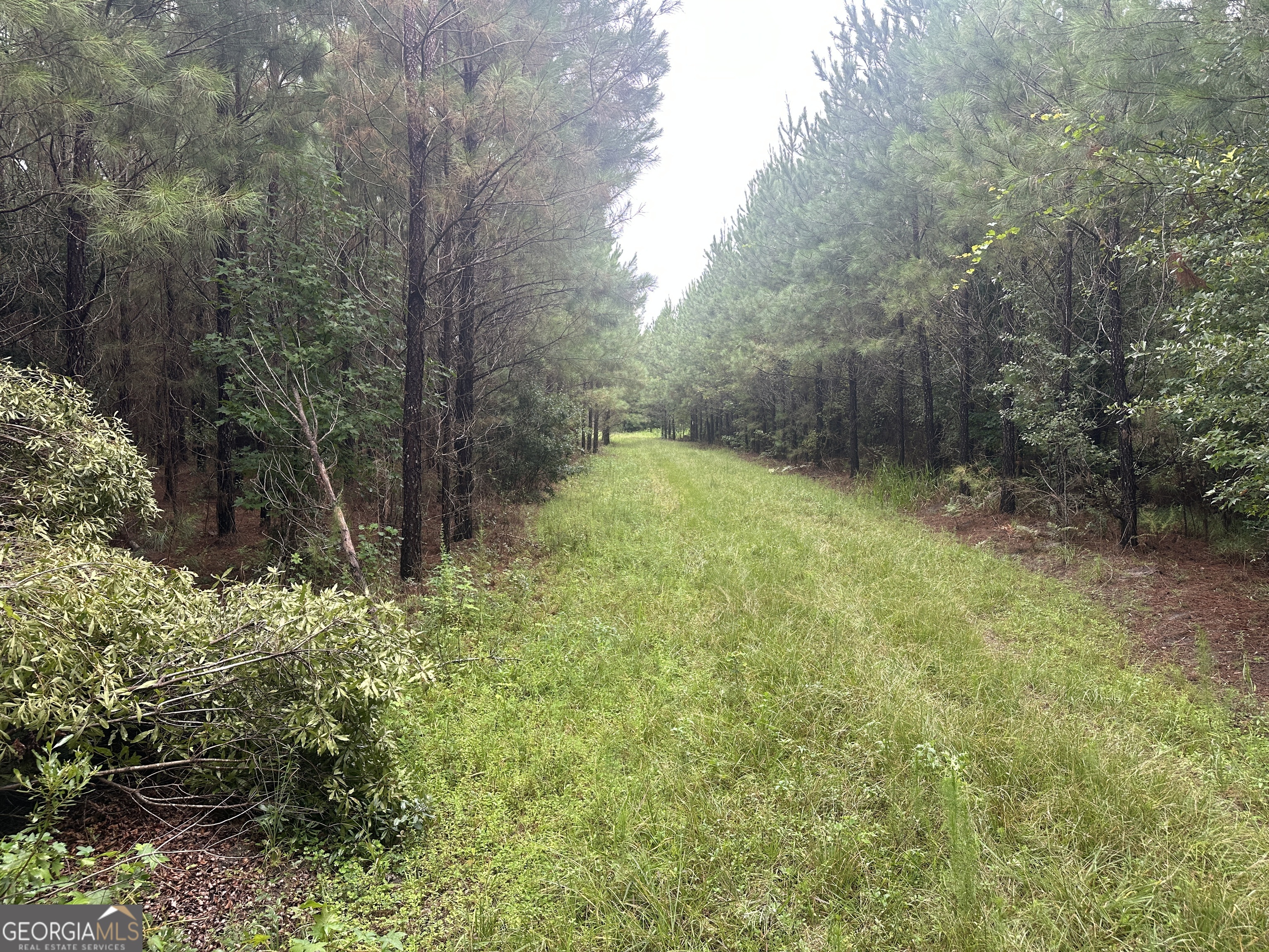 3302 Highway 67 Pembroke, GA 31321 - Photo 17 of 20 a backyard of a house with lots of green space and fog