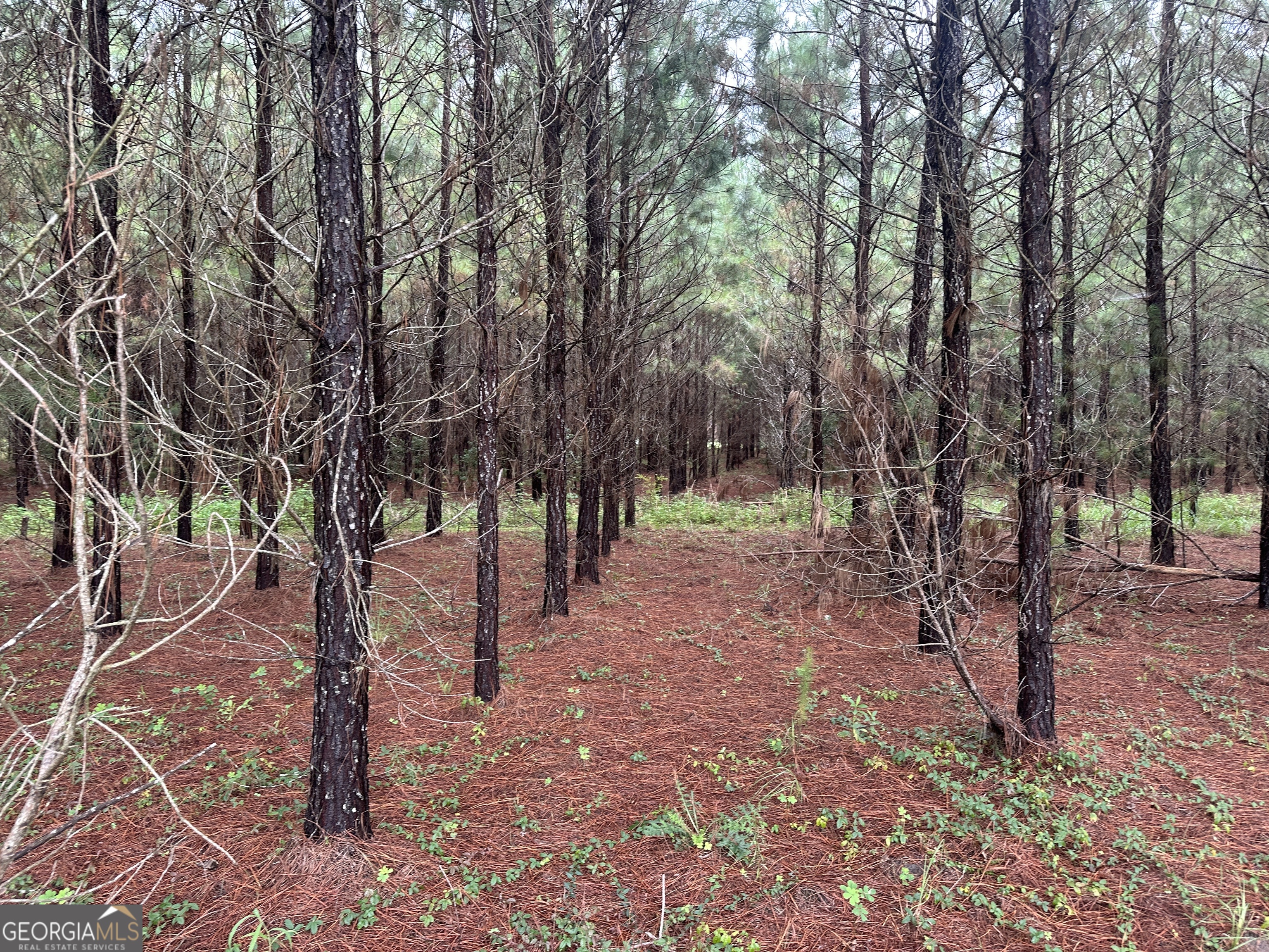 3302 Highway 67 Pembroke, GA 31321 - Photo 4 of 20 a view of outdoor space with lots of trees