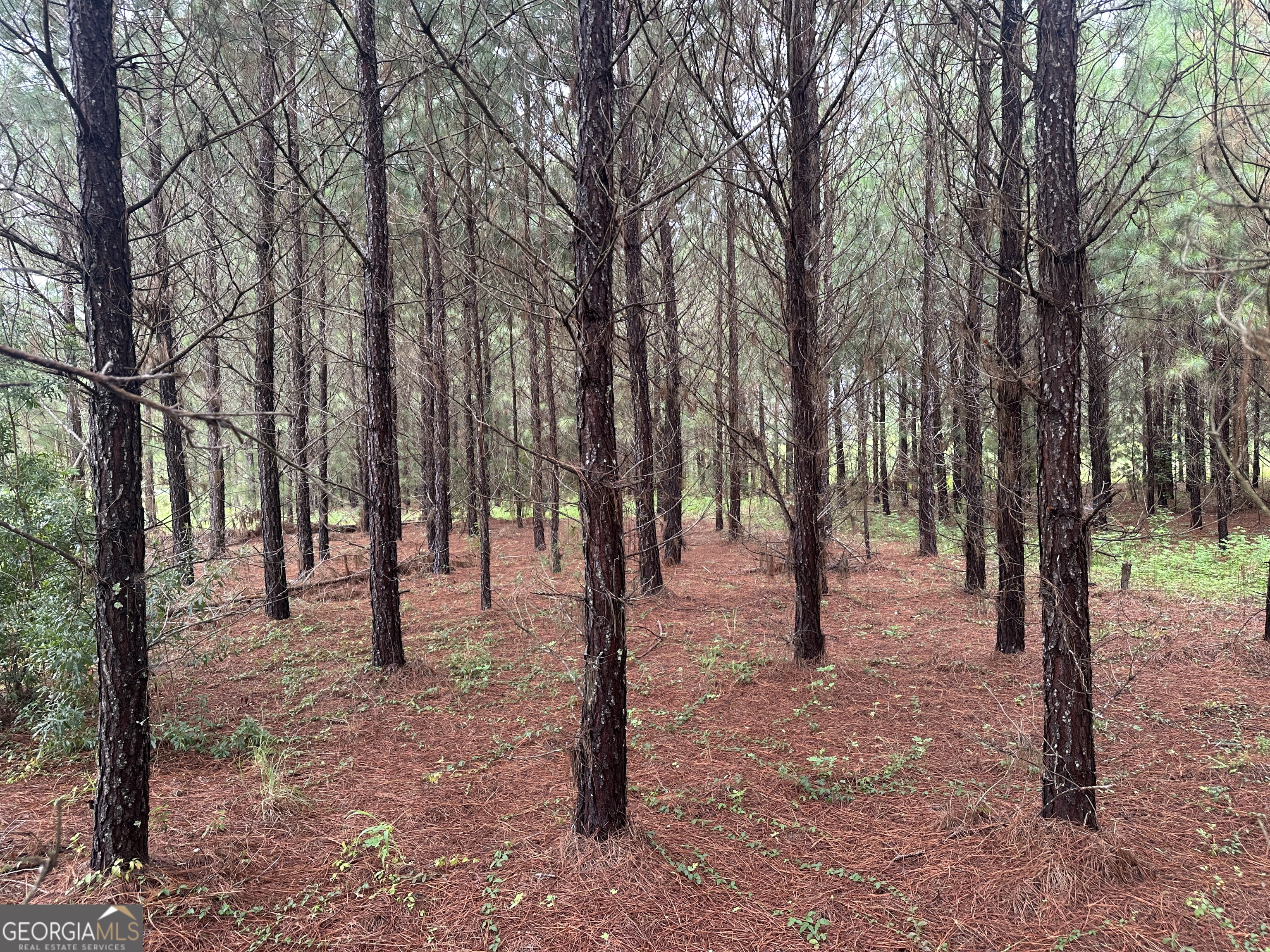 3302 Highway 67 Pembroke, GA 31321 - Photo 5 of 20 a view of outdoor space with lots of trees