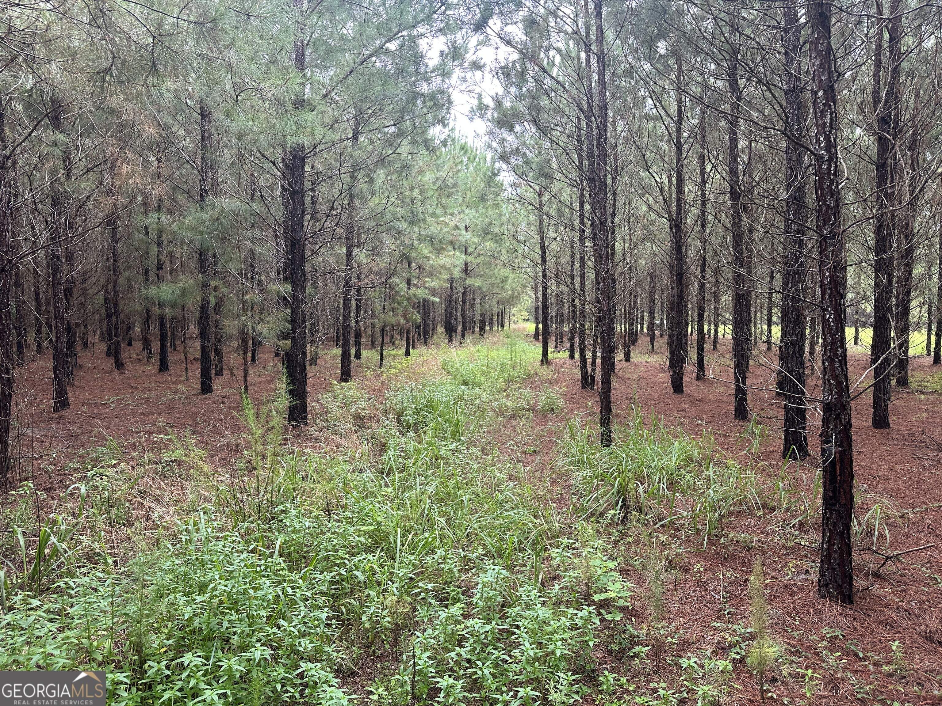 3302 Highway 67 Pembroke, GA 31321 - Photo 6 of 20 a view of outdoor space with lots of trees