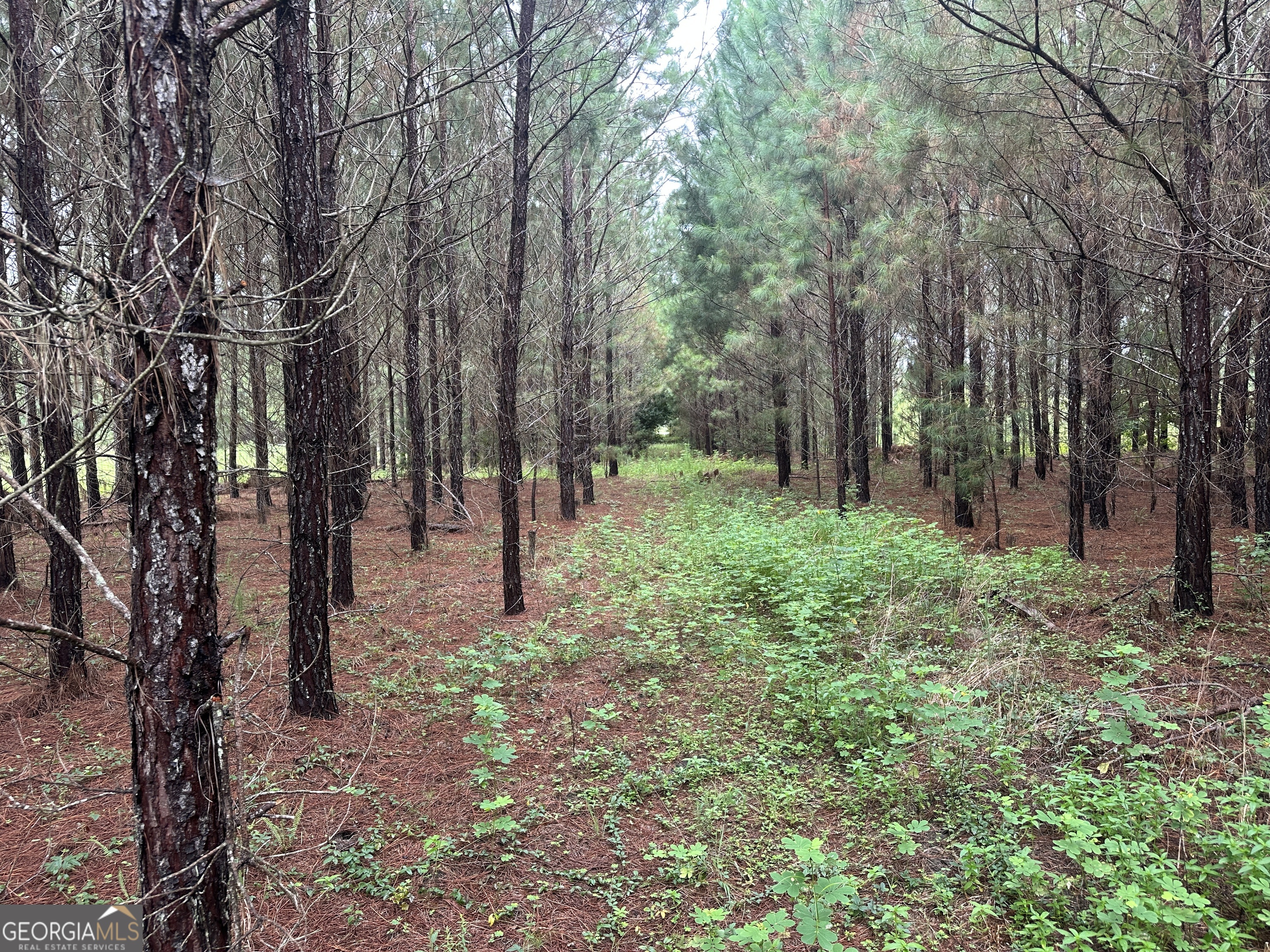 3302 Highway 67 Pembroke, GA 31321 - Photo 7 of 20 a view of outdoor space with trees