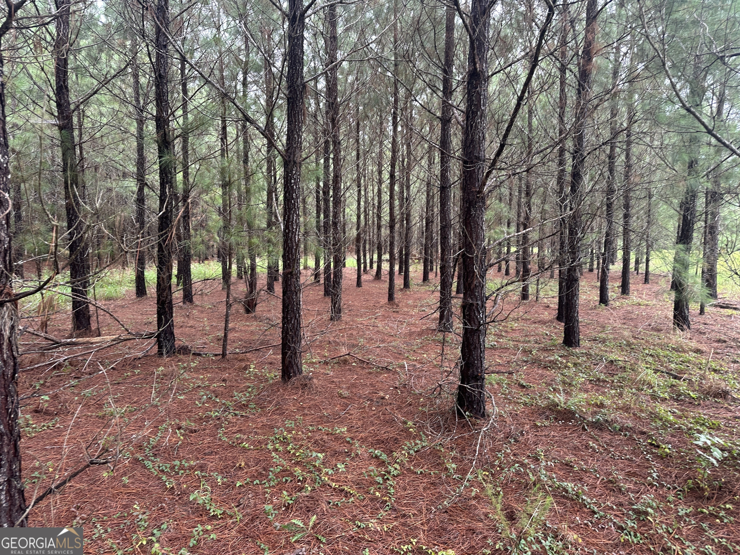 3302 Highway 67 Pembroke, GA 31321 - Photo 8 of 20 a view of outdoor space with trees