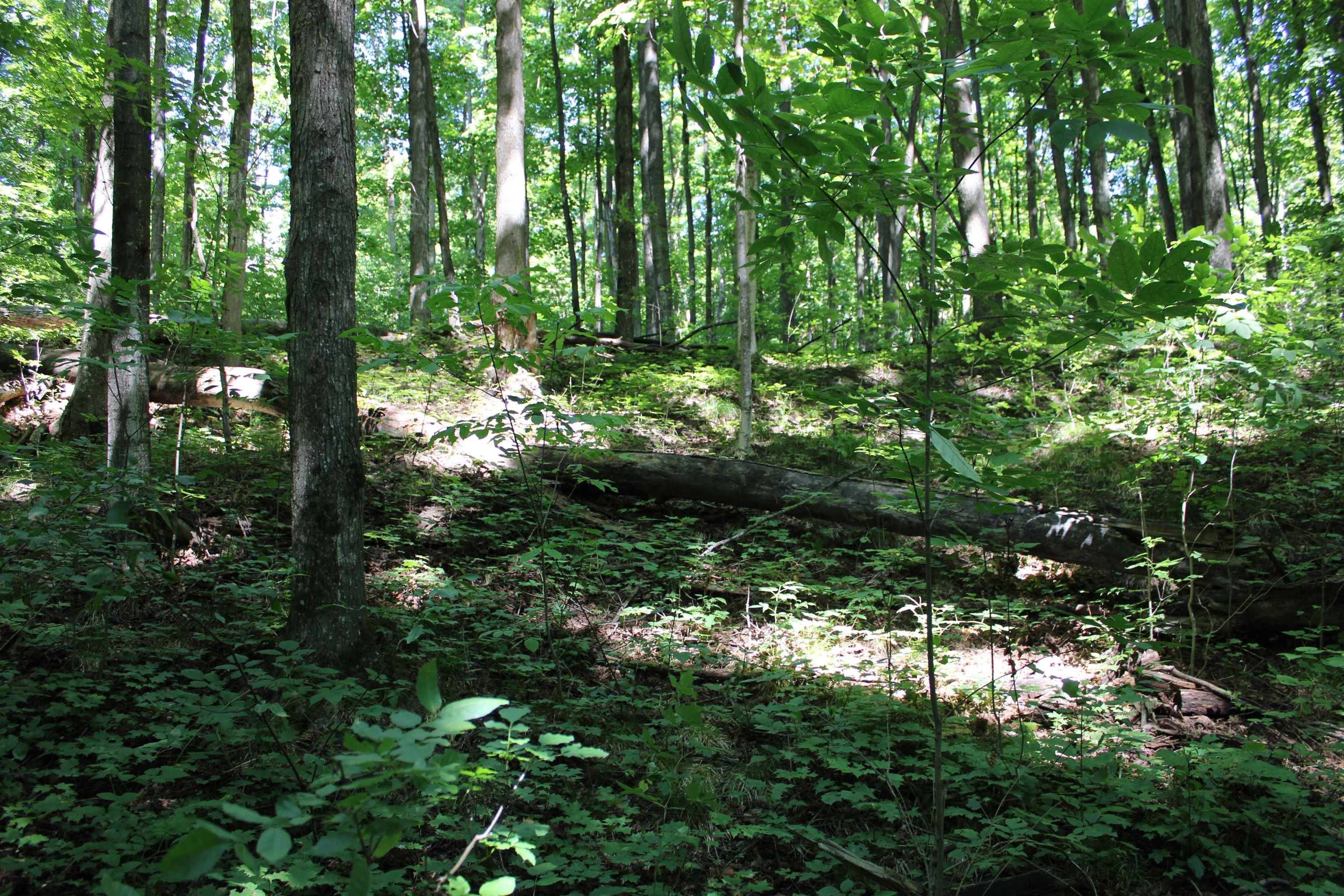 8736 Bliss Road Bellaire, MI 49615 - Photo 58 of 71 1938196-e9cf0b13-3d05-4215-8727-439097f9dbe2.JPG