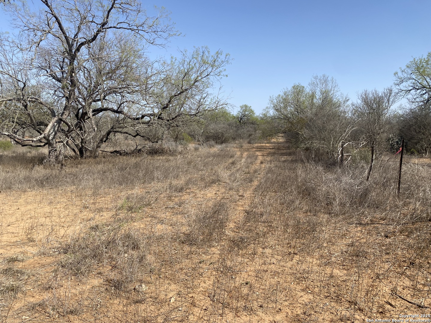 185 County Road 2662 Devine, TX 78016 - Photo 6 of 13 a view of a yard with trees