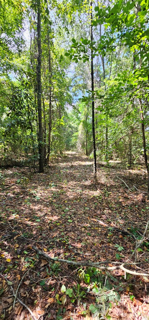 10.69-acres Summer Road Slocomb, AL 36375 - Photo 7 of 51