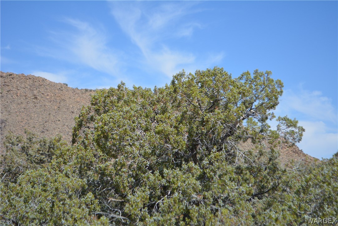 Lot 23 South Cheyenne Road Yucca, AZ 86438 - Photo 25 of 43 Gallery Image 25