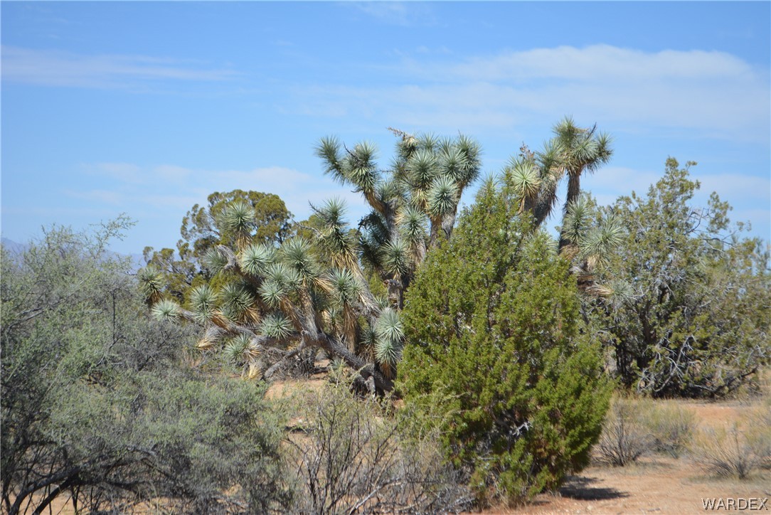 Lot 23 South Cheyenne Road Yucca, AZ 86438 - Photo 35 of 43 Gallery Image 35
