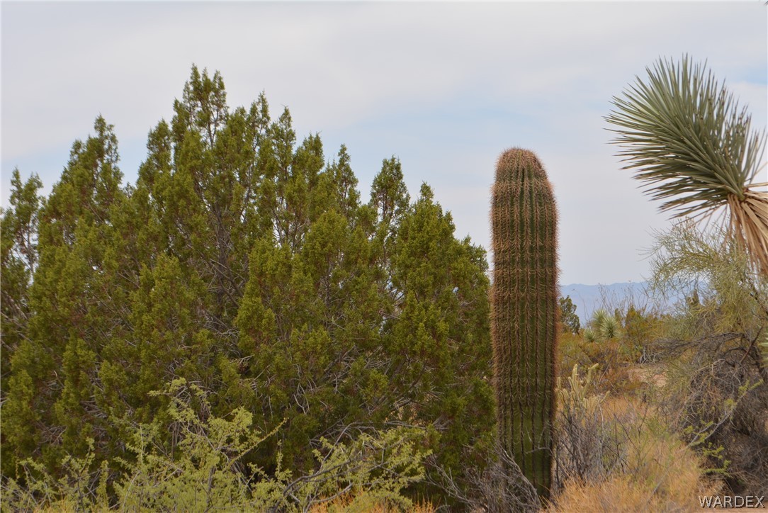 Lot 23 South Cheyenne Road Yucca, AZ 86438 - Photo 4 of 43 Gallery Image 4