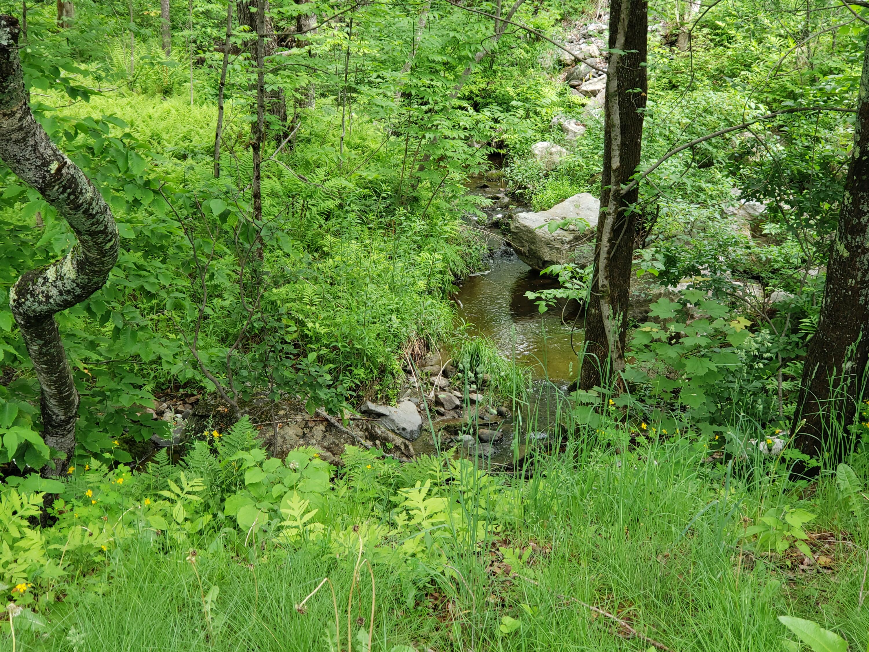 220 Souther Road Livermore Falls, ME 04254 - Photo 2 of 17 20220604_122000