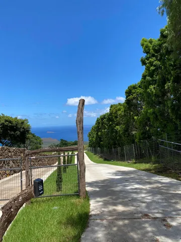 a view of a yard with palm trees