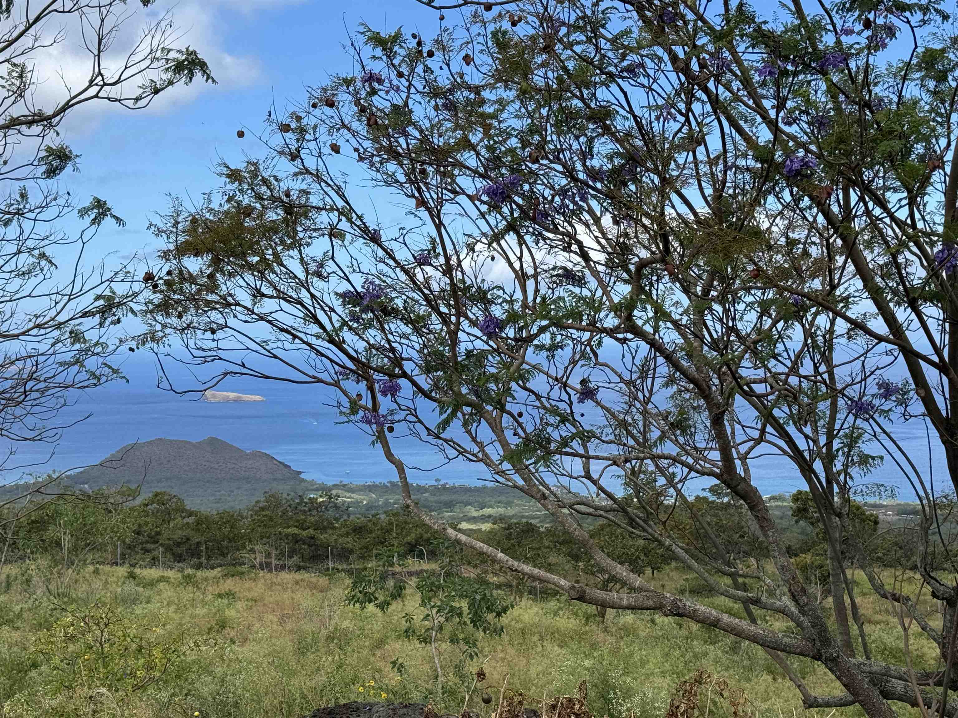 1521 Kanaio-Kalama Park Road, Unit LOT A Kula, HI 96790 - Photo 15 of 29 a view of mountain view with lots of trees