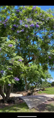 a view of a garden with flowers