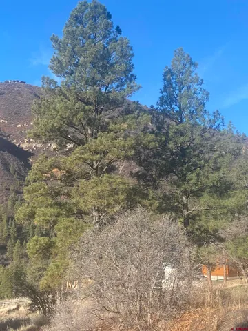 a view of a dry yard with lots of bushes