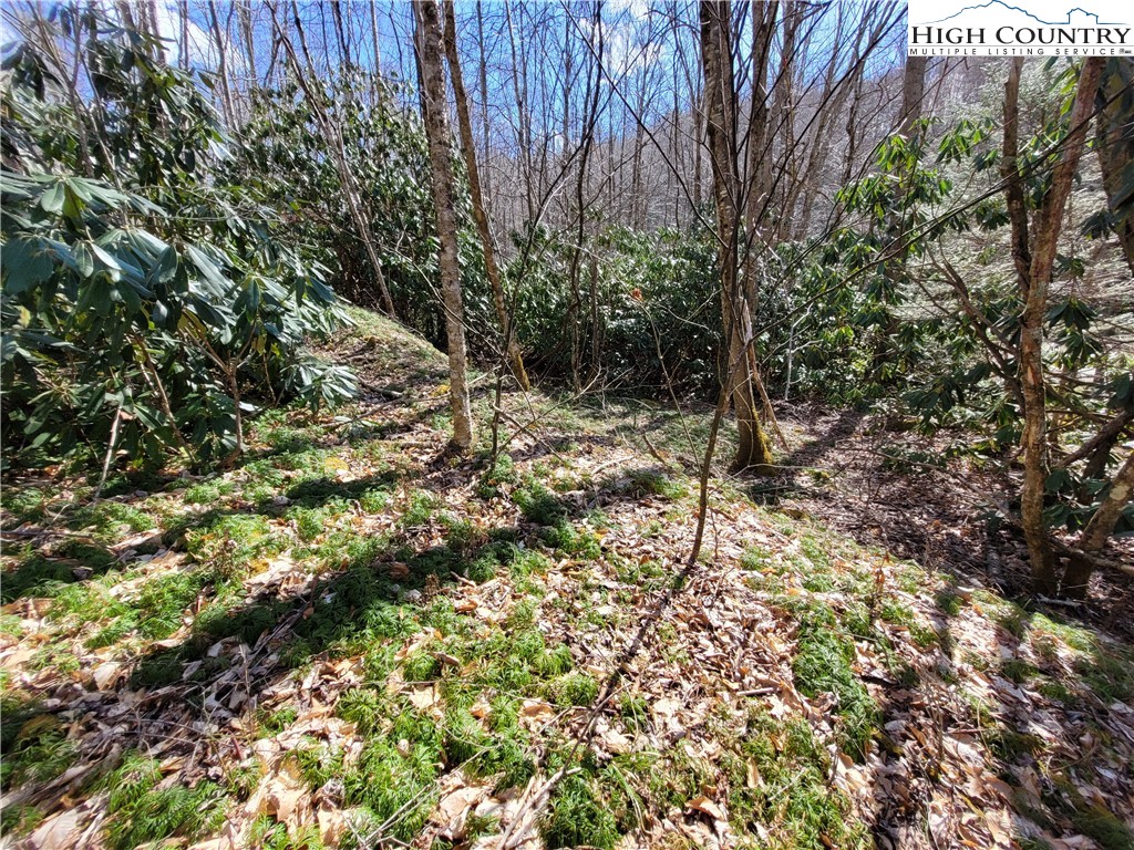 Pinnacle Ridge Beech Mountain, NC 28604 - Photo 16 of 18 a view of a yard with plants and tree