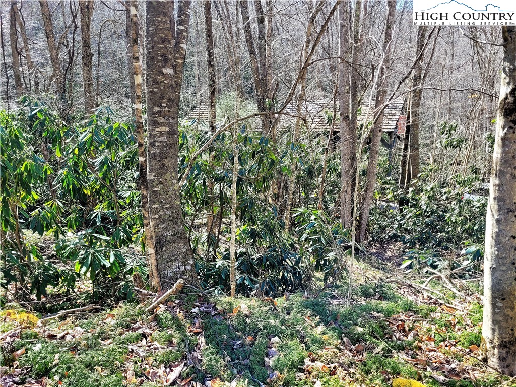 Pinnacle Ridge Beech Mountain, NC 28604 - Photo 18 of 18 a view of a garden with plants and large trees