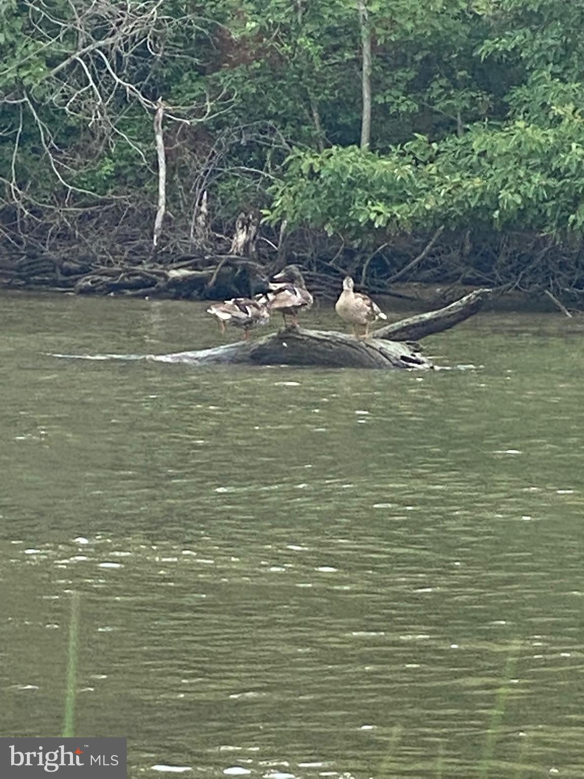 1606 Chester Road Chester, MD 21619 - Photo 62 of 67