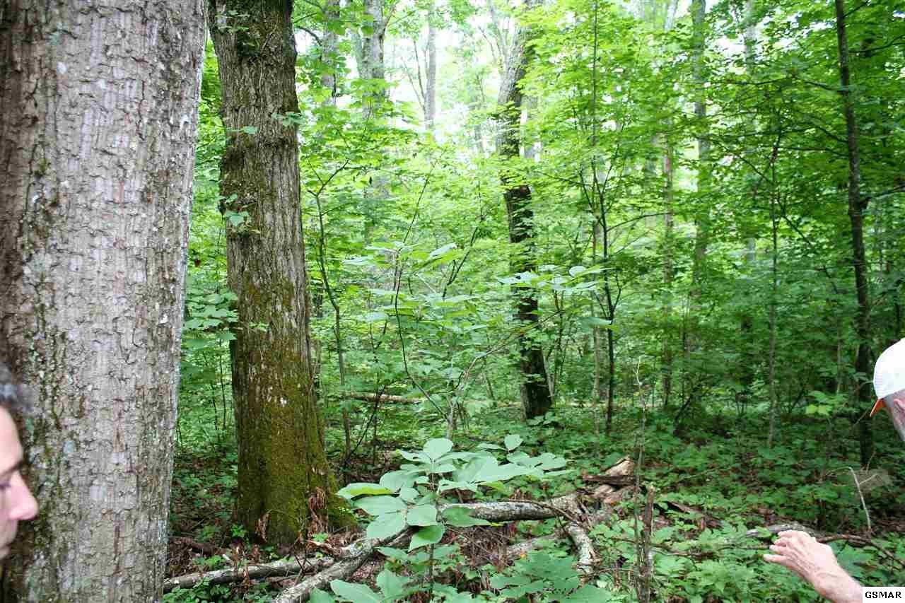 0 Collier Loop Dandridge, TN 37725 - Photo 24 of 35 Gallery Image 24