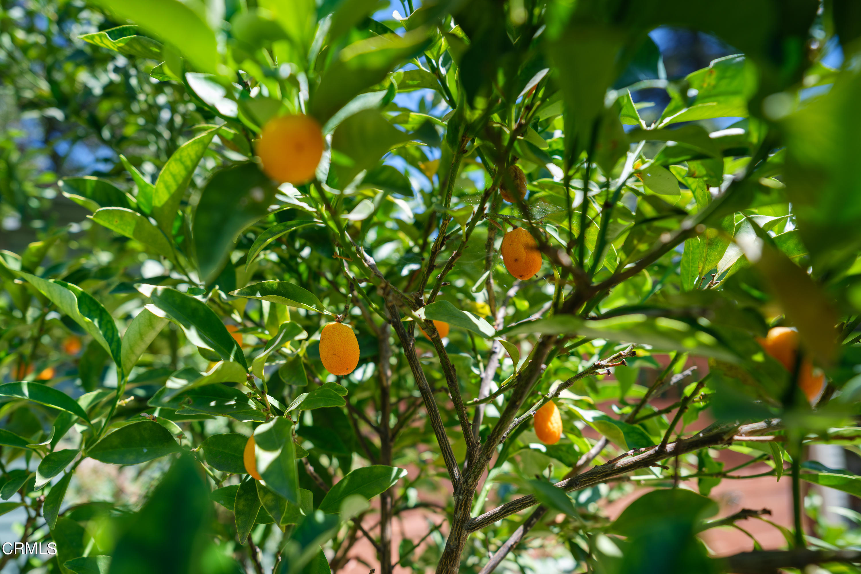 1836 Monterey Road South Pasadena, CA 91030 - Photo 23 of 24 a view of a tree