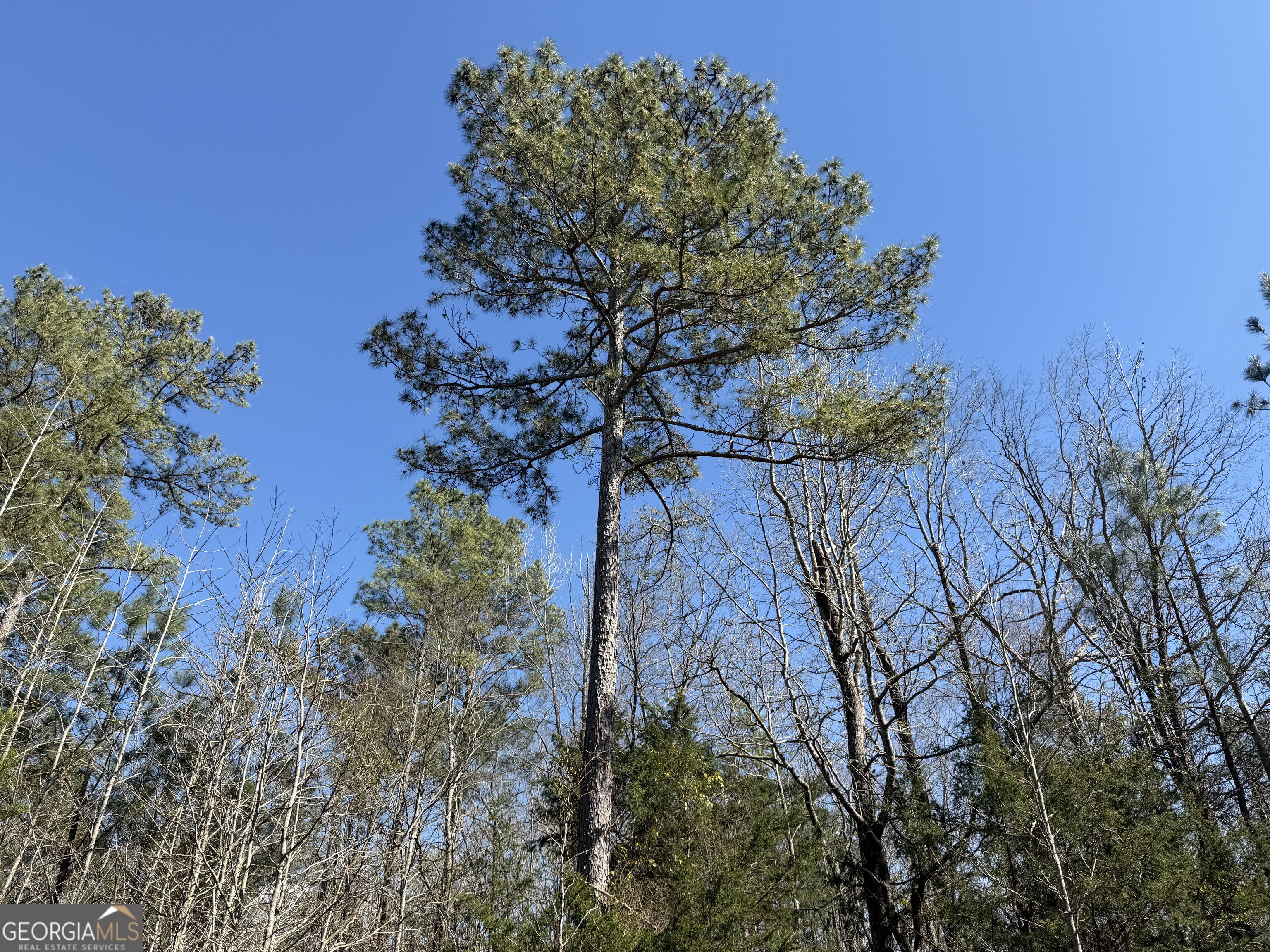 0 John Rucker Road Elberton, GA 30635 - Photo 20 of 76 a view of a tree in a yard