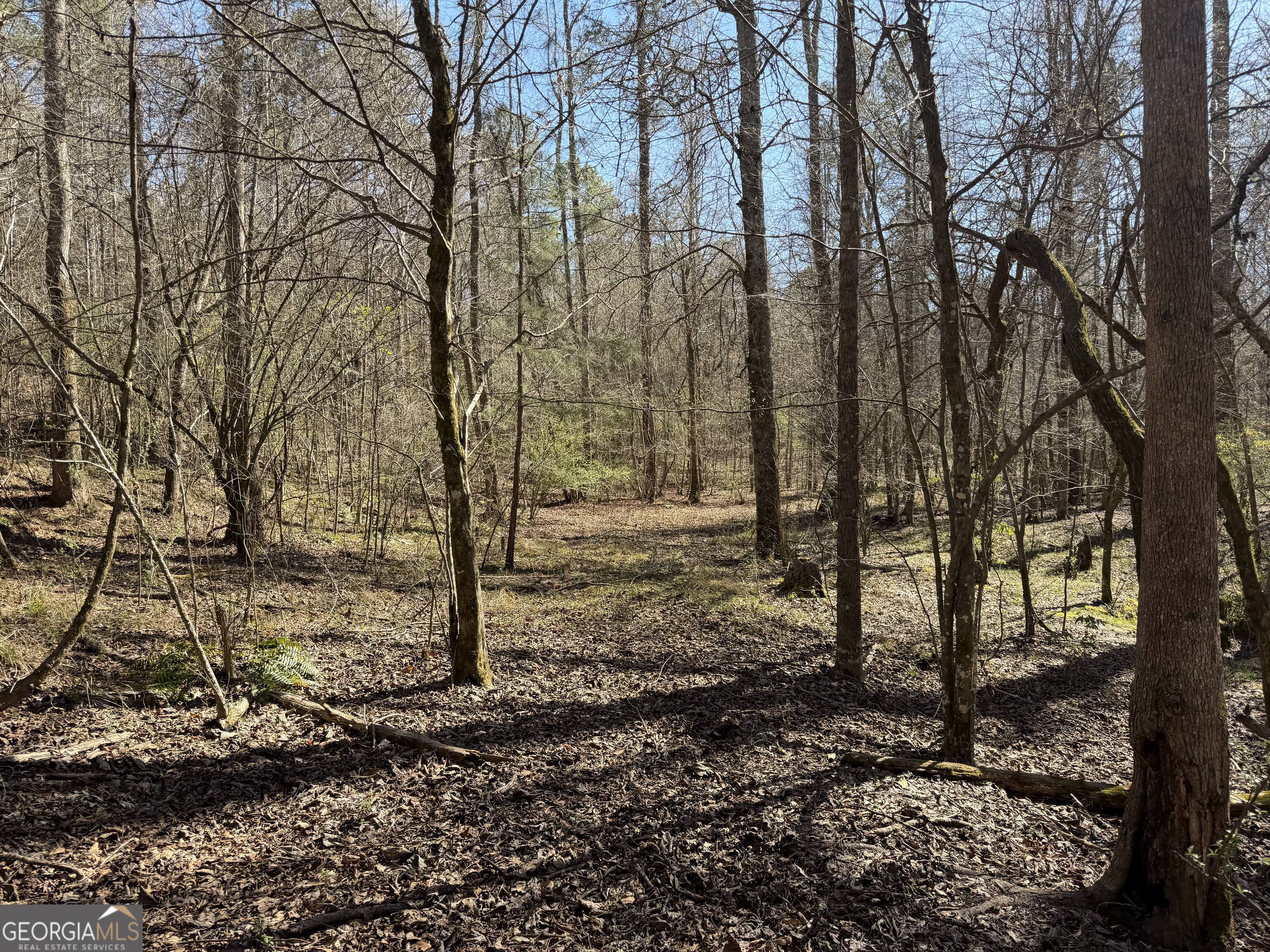 0 John Rucker Road Elberton, GA 30635 - Photo 31 of 76 a view of a forest filled with trees