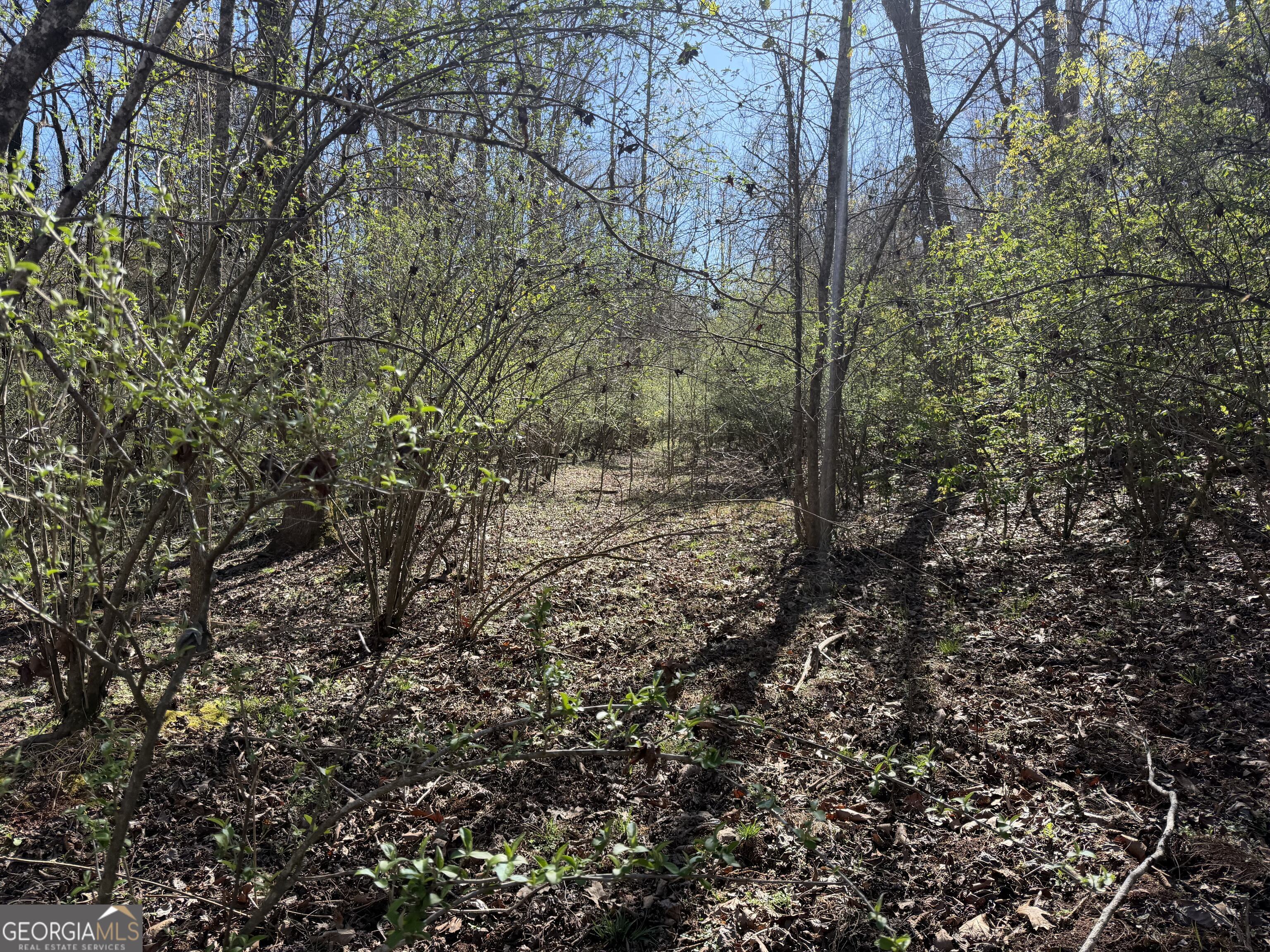 0 John Rucker Road Elberton, GA 30635 - Photo 40 of 76 a view of a forest with a tree