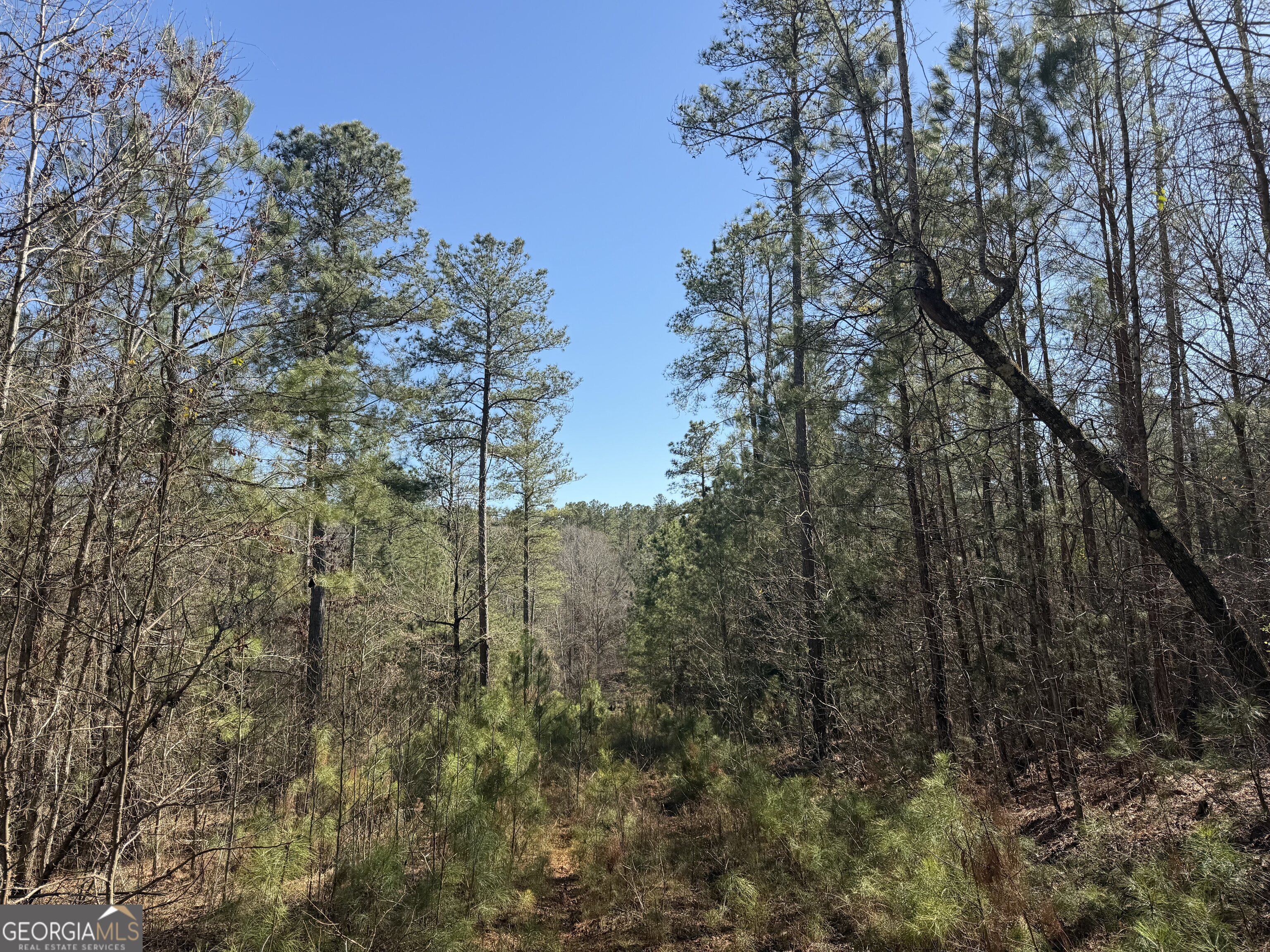 0 John Rucker Road Elberton, GA 30635 - Photo 4 of 76 a view of a forest with trees in the background
