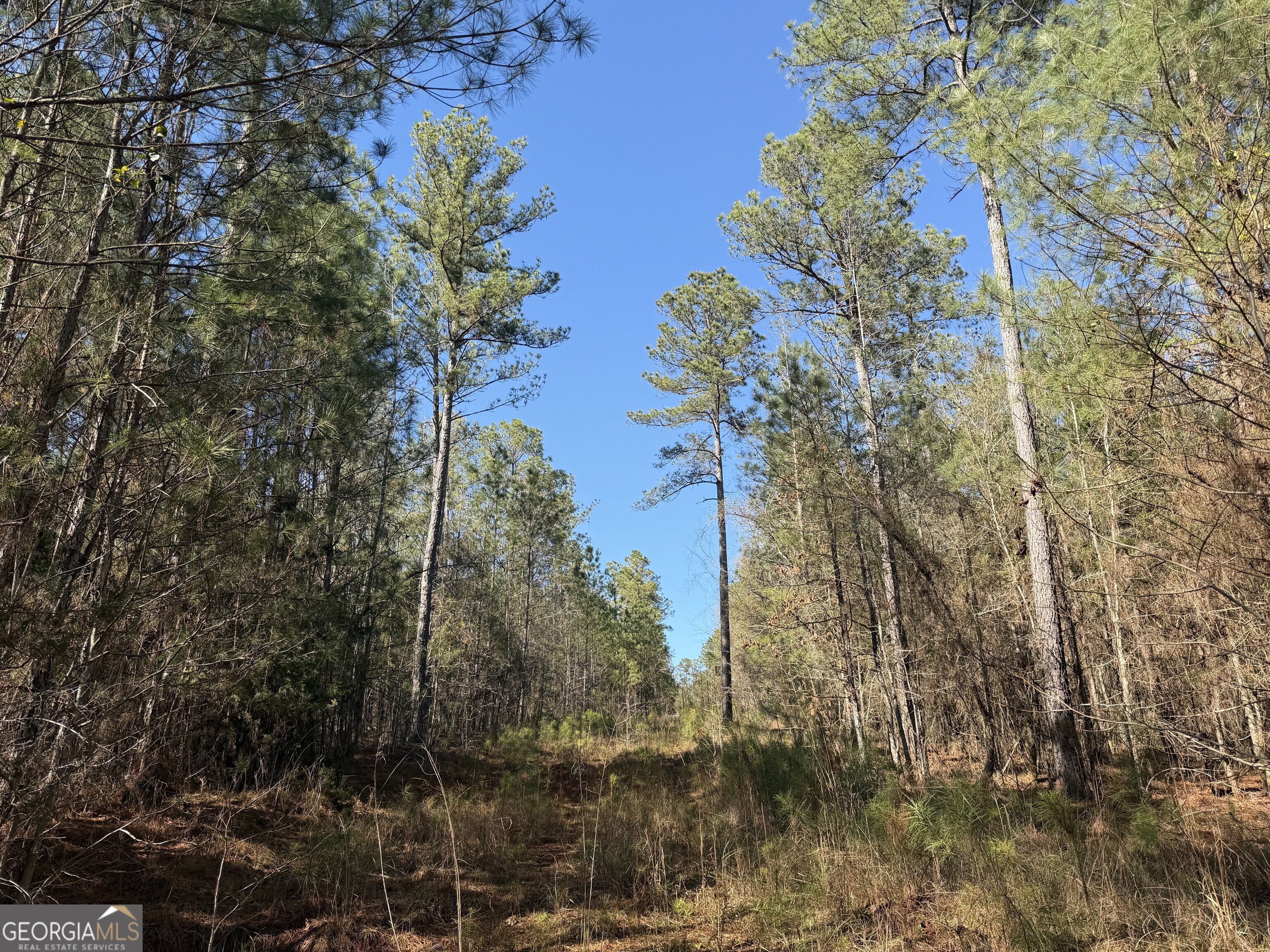 0 John Rucker Road Elberton, GA 30635 - Photo 48 of 76 a view of a forest