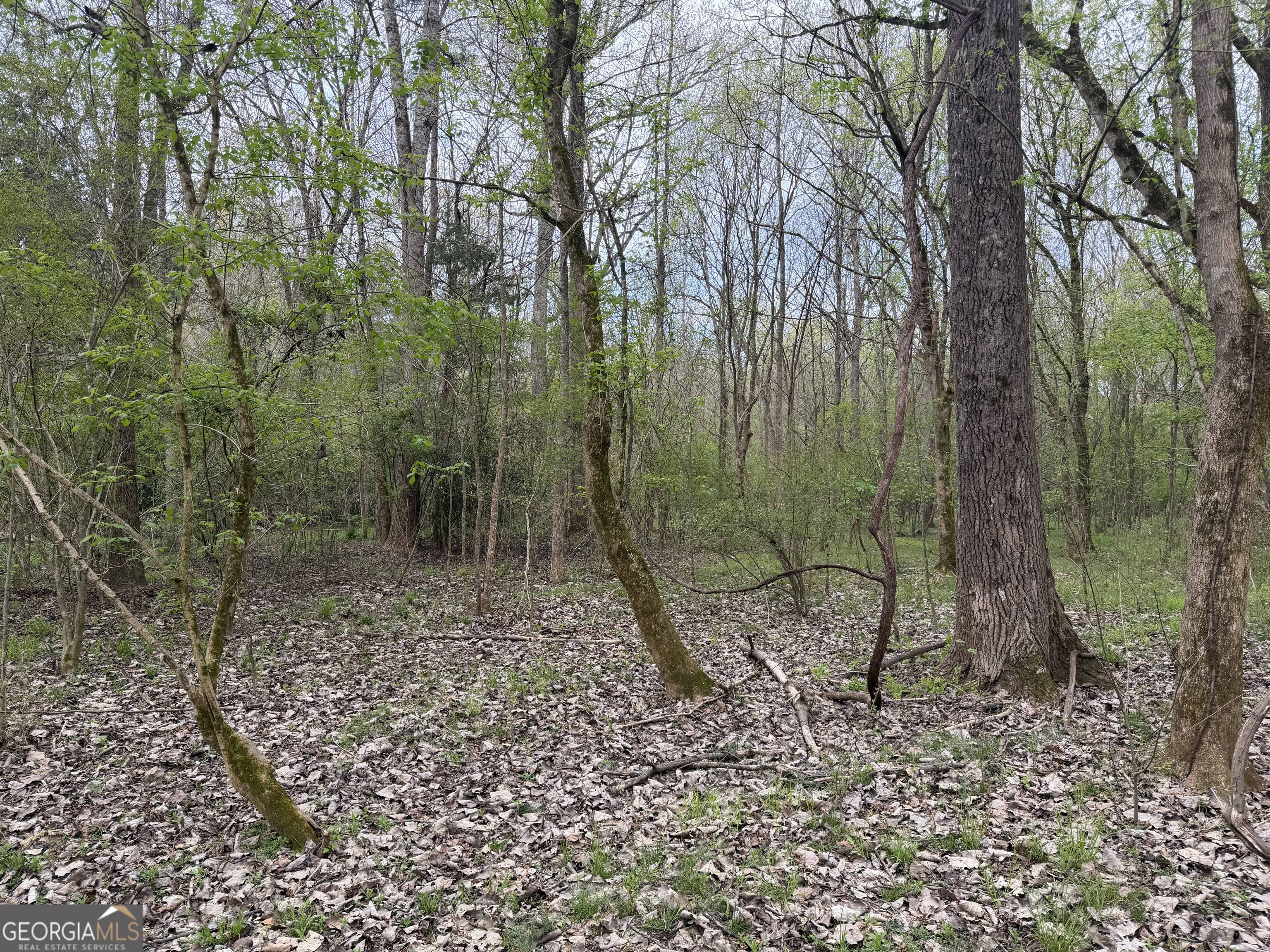 0 John Rucker Road Elberton, GA 30635 - Photo 62 of 76 a view of a forest filled with trees