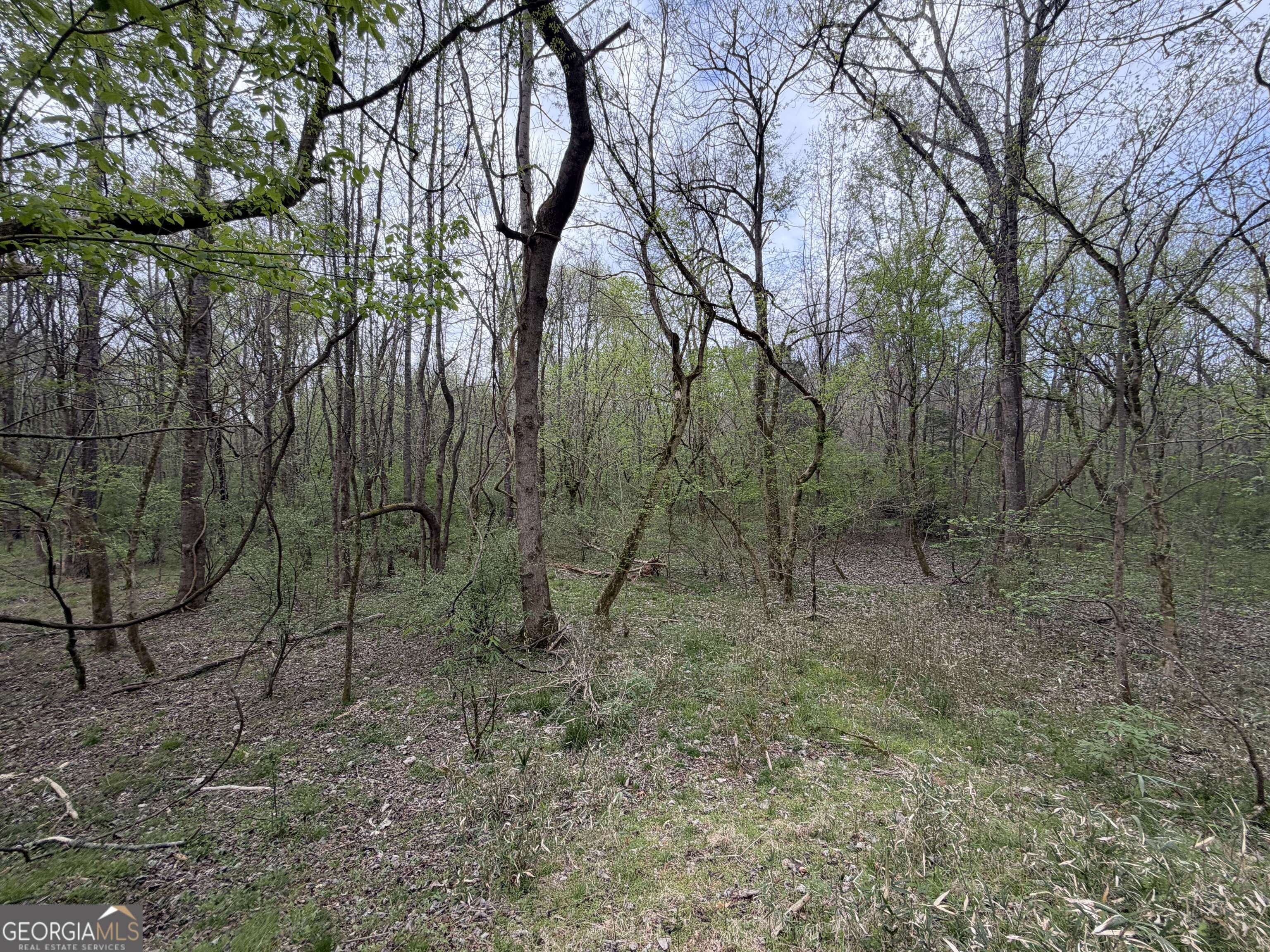 0 John Rucker Road Elberton, GA 30635 - Photo 65 of 76 a view of a forest with a trees