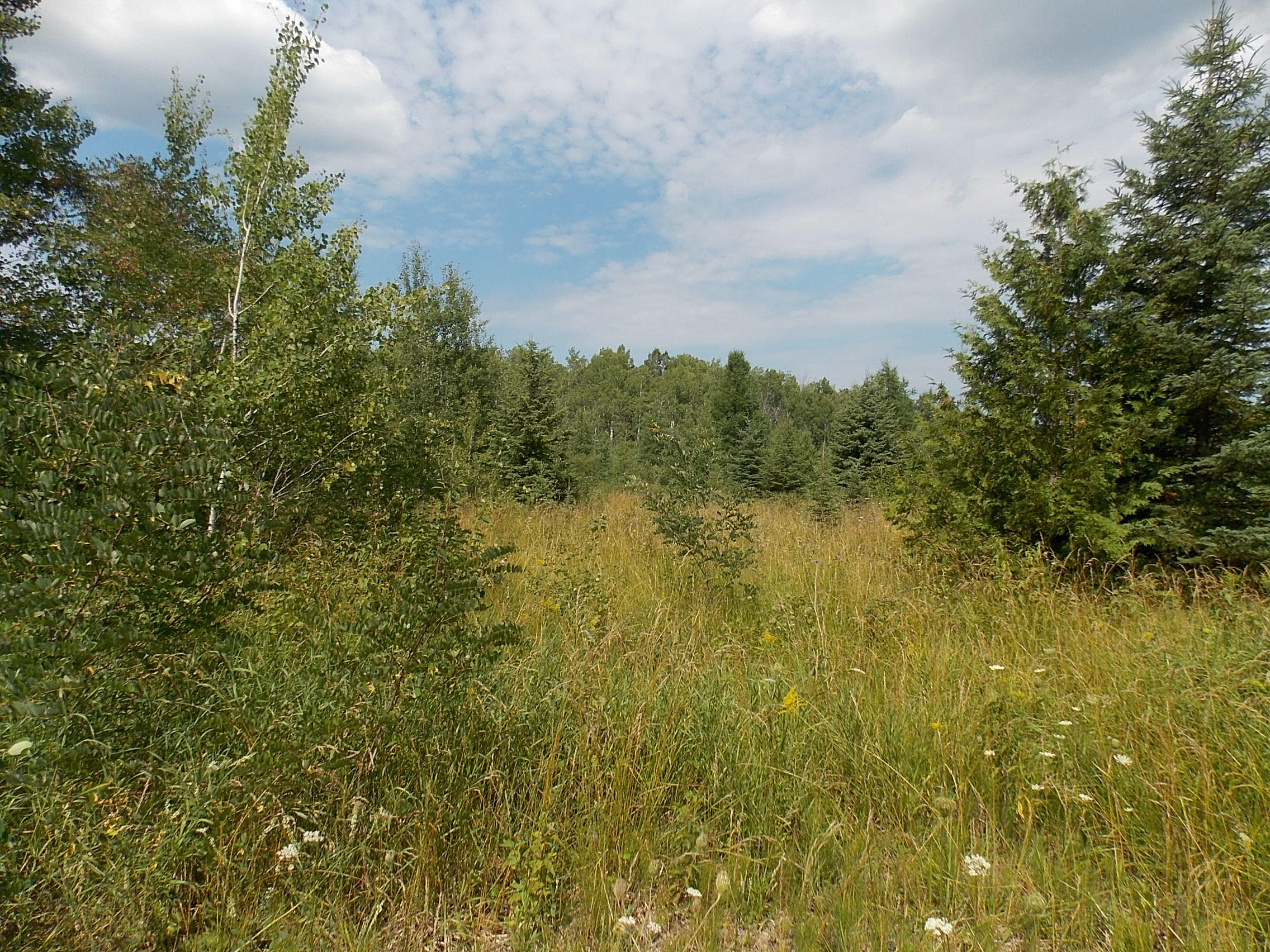 Page Road Afton, MI 49705 - Photo 3 of 14 Gallery Image 3
