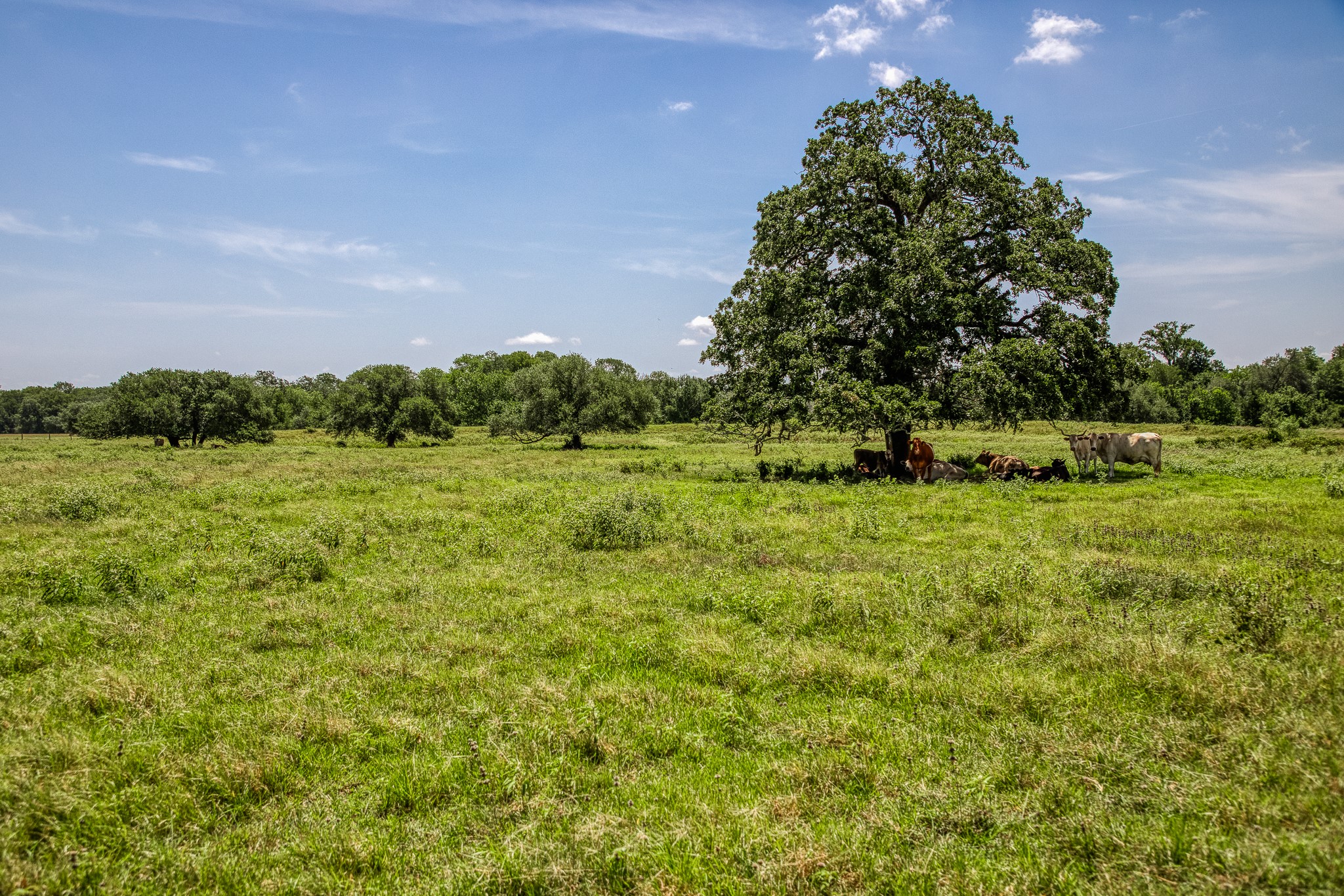555 Albers Road Ledbetter, TX 78946 - Photo 5 of 11 a view of a green field with lots of bushes