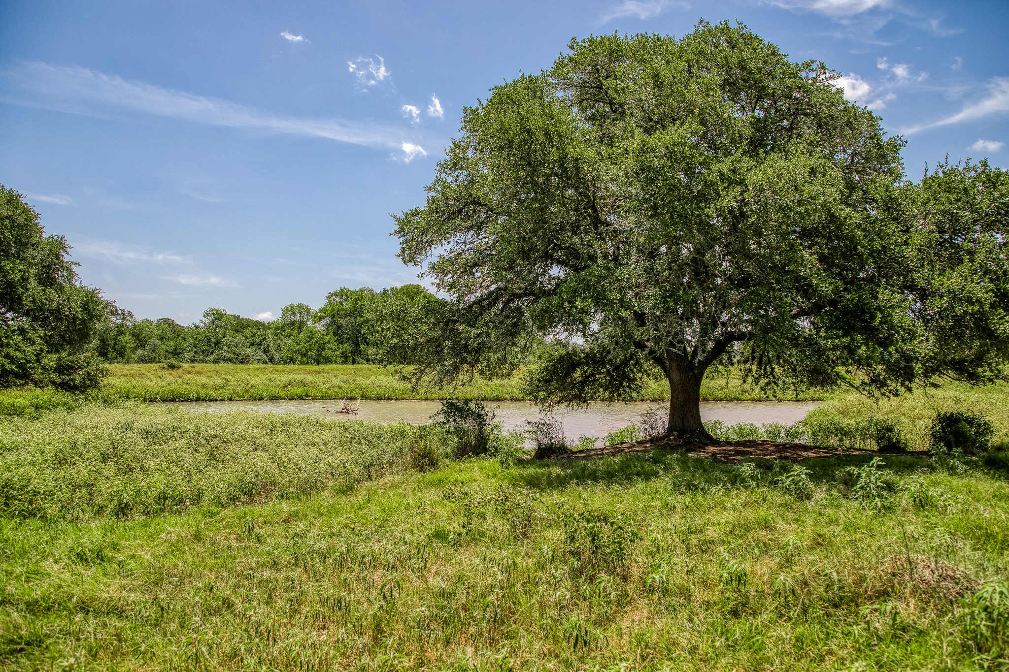 555 Albers Road Ledbetter, TX 78946 - Photo 8 of 11 a big yard with lots of green space