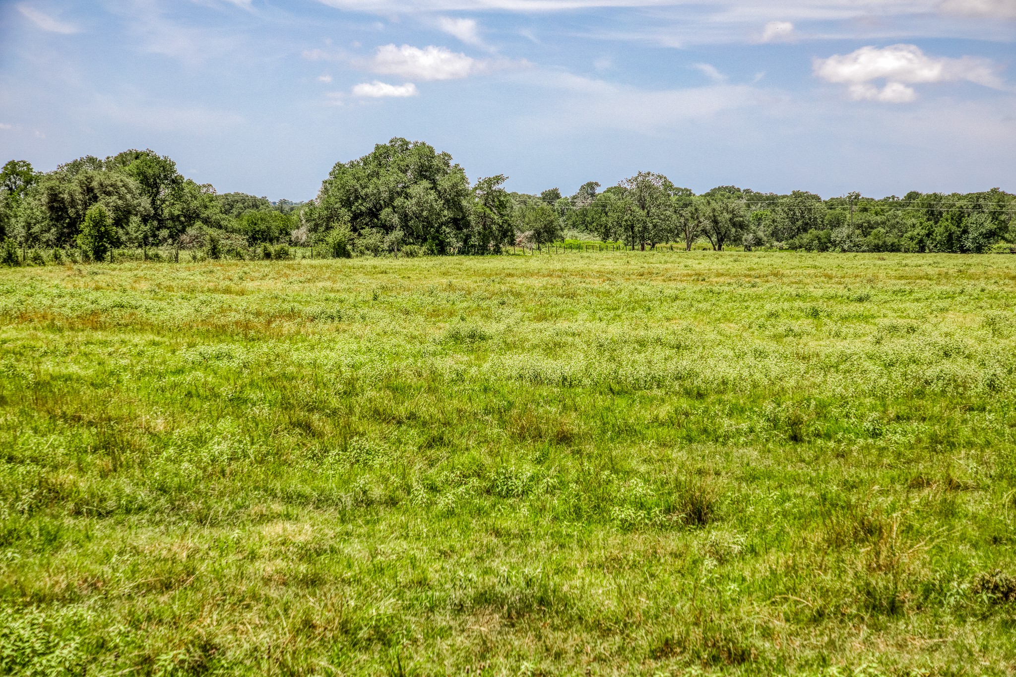 555 Albers Road Ledbetter, TX 78946 - Photo 9 of 11 a view of a field with a tree in front of it