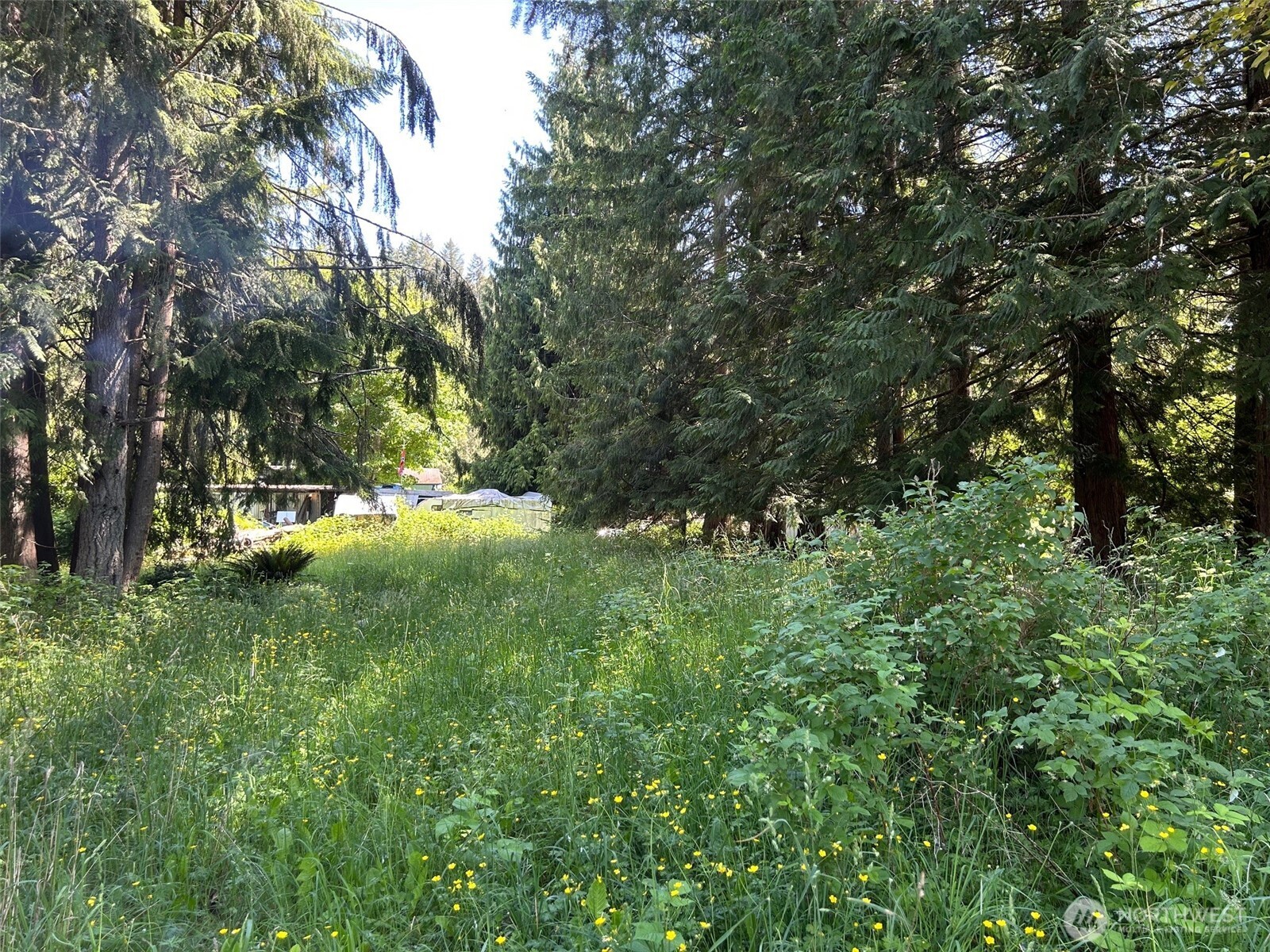 201 Morgan Lane Brinnon, WA 98320 - Photo 5 of 5 a view of a trees with a yard