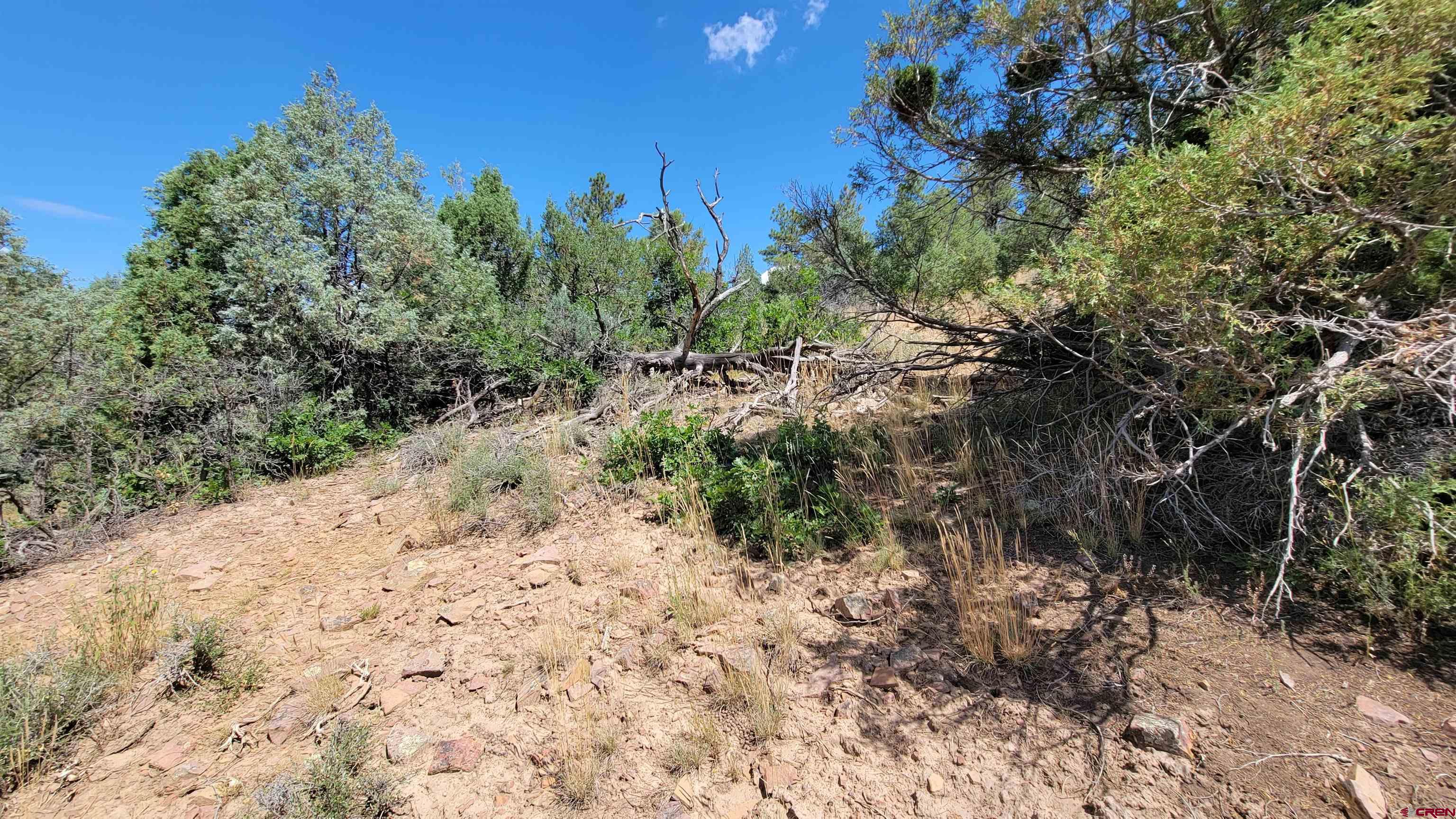 531-575 West View Road Pagosa Springs, CO 81147 - Photo 3 of 5 a view of a dry yard with trees