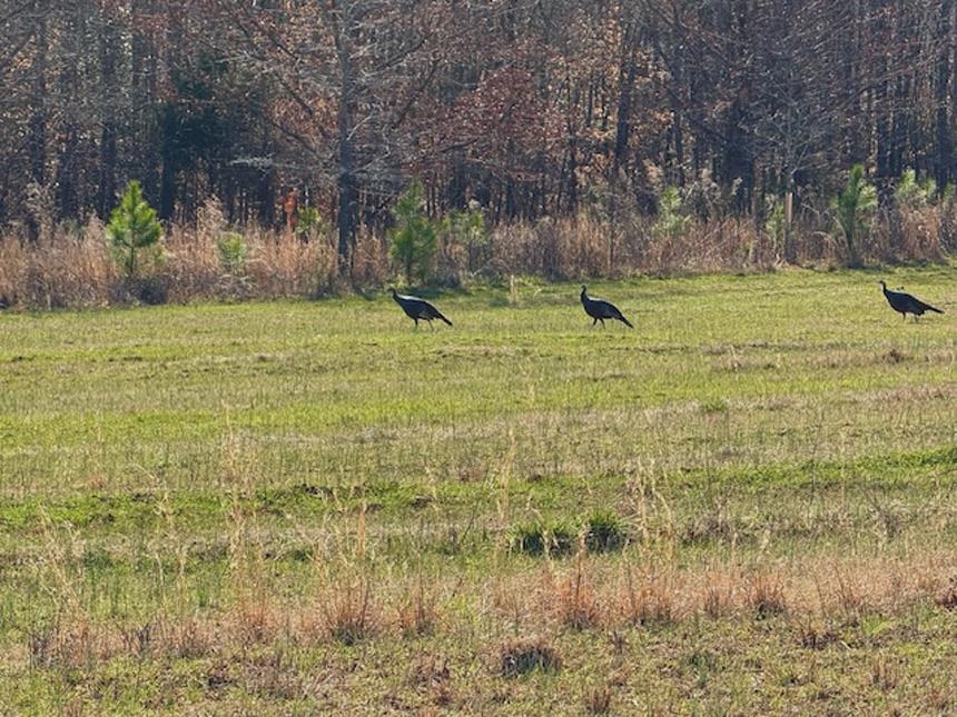 0 Hemlock Road Gaffney, SC 29340 - Photo 12 of 44 Gallery Image 12