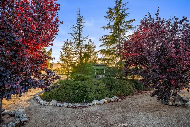 a view of a plants with large trees