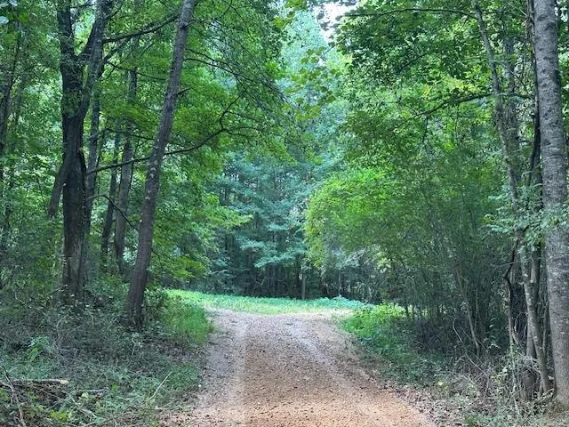 a view of a yard with large trees