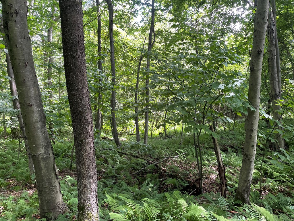 0 Irishtown Road Grampian, PA 16838 - Photo 16 of 27