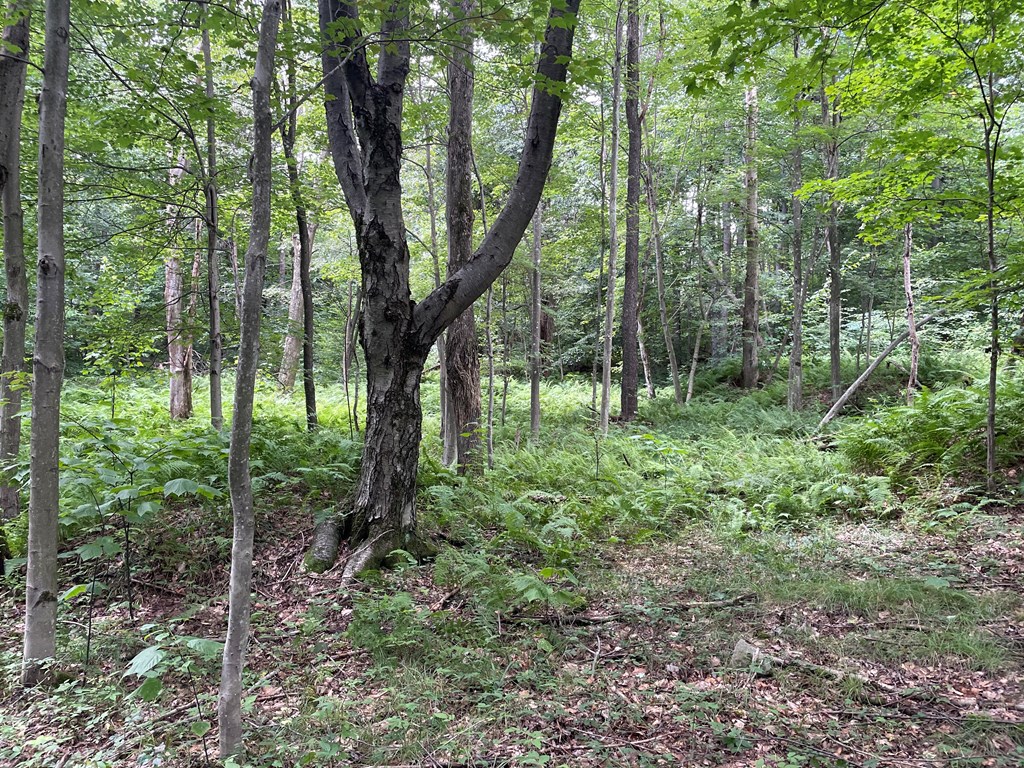 0 Irishtown Road Grampian, PA 16838 - Photo 17 of 27